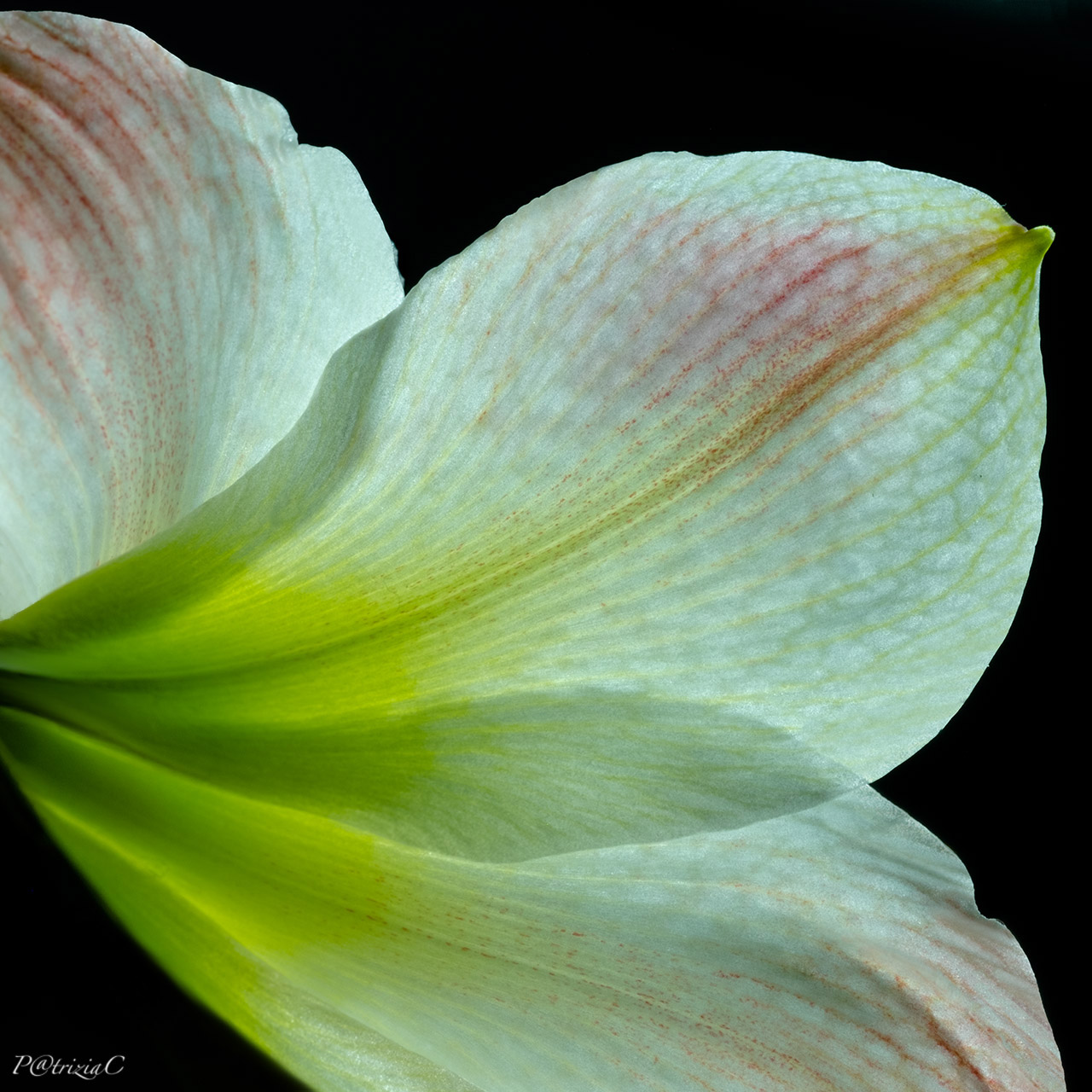__amaryllis belladonna__ lato B