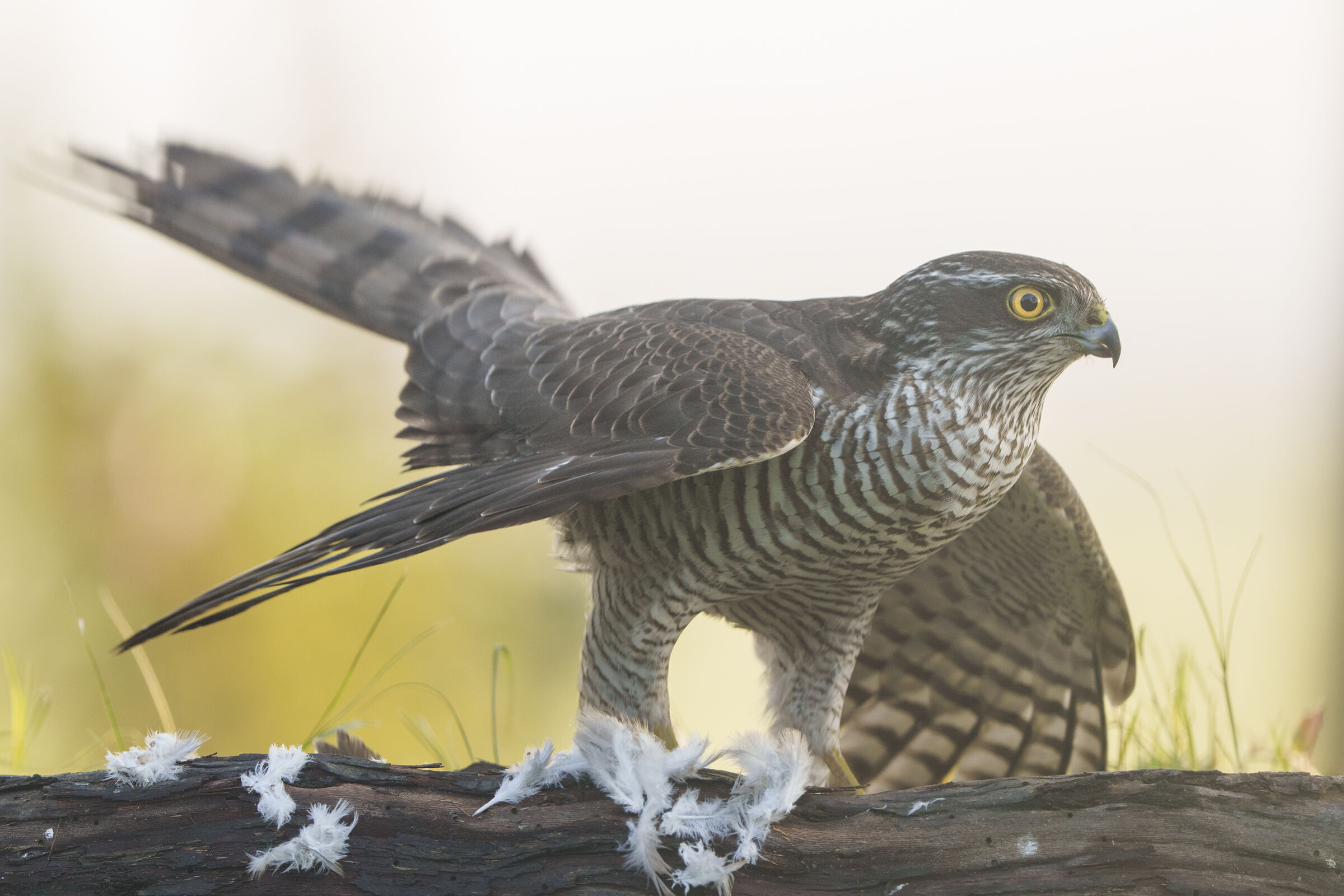 female sparrowhawk