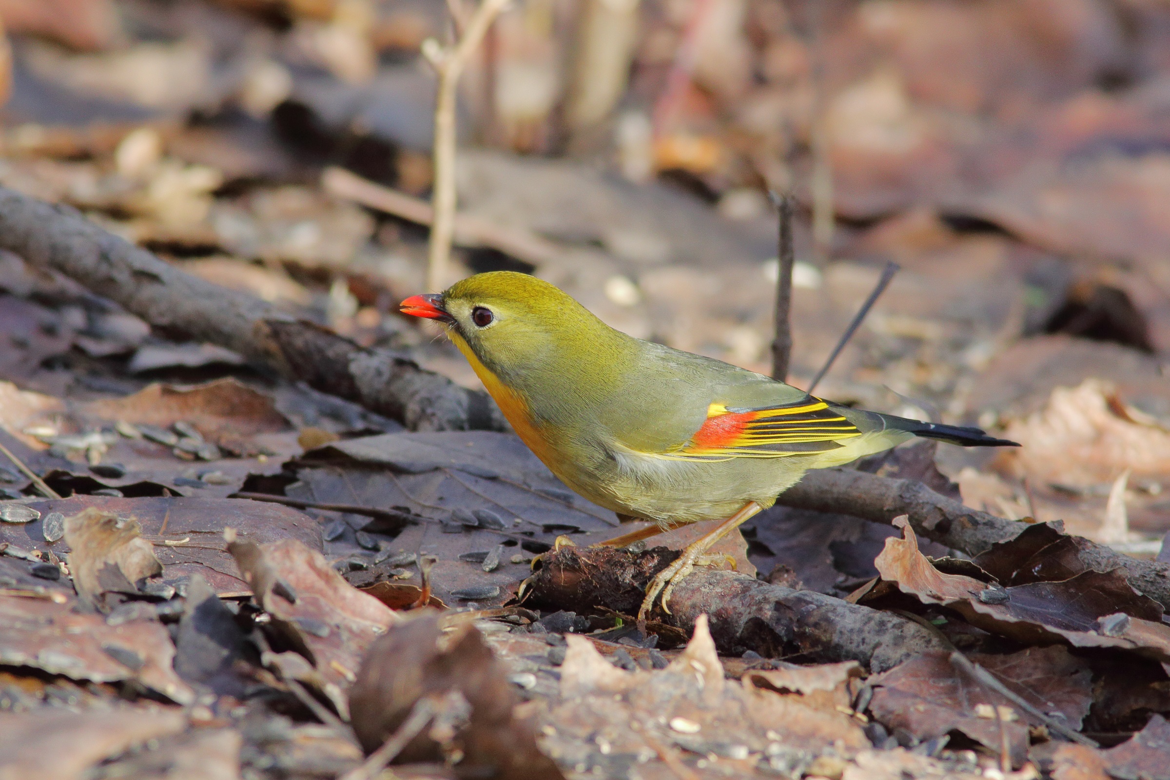 Leiothrix lutea   o   usignolo del Giappone