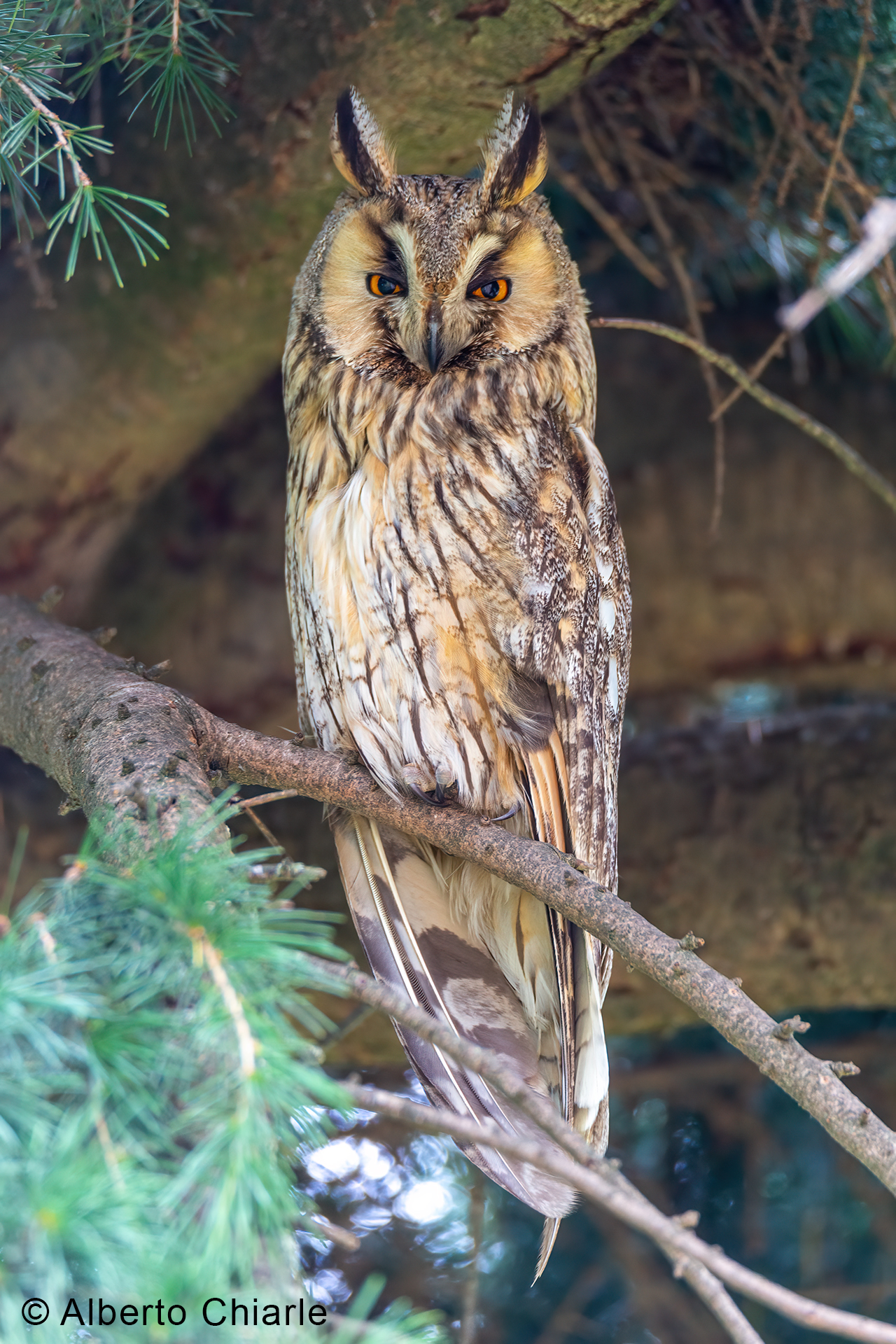 Gufo comune (Asio otus)