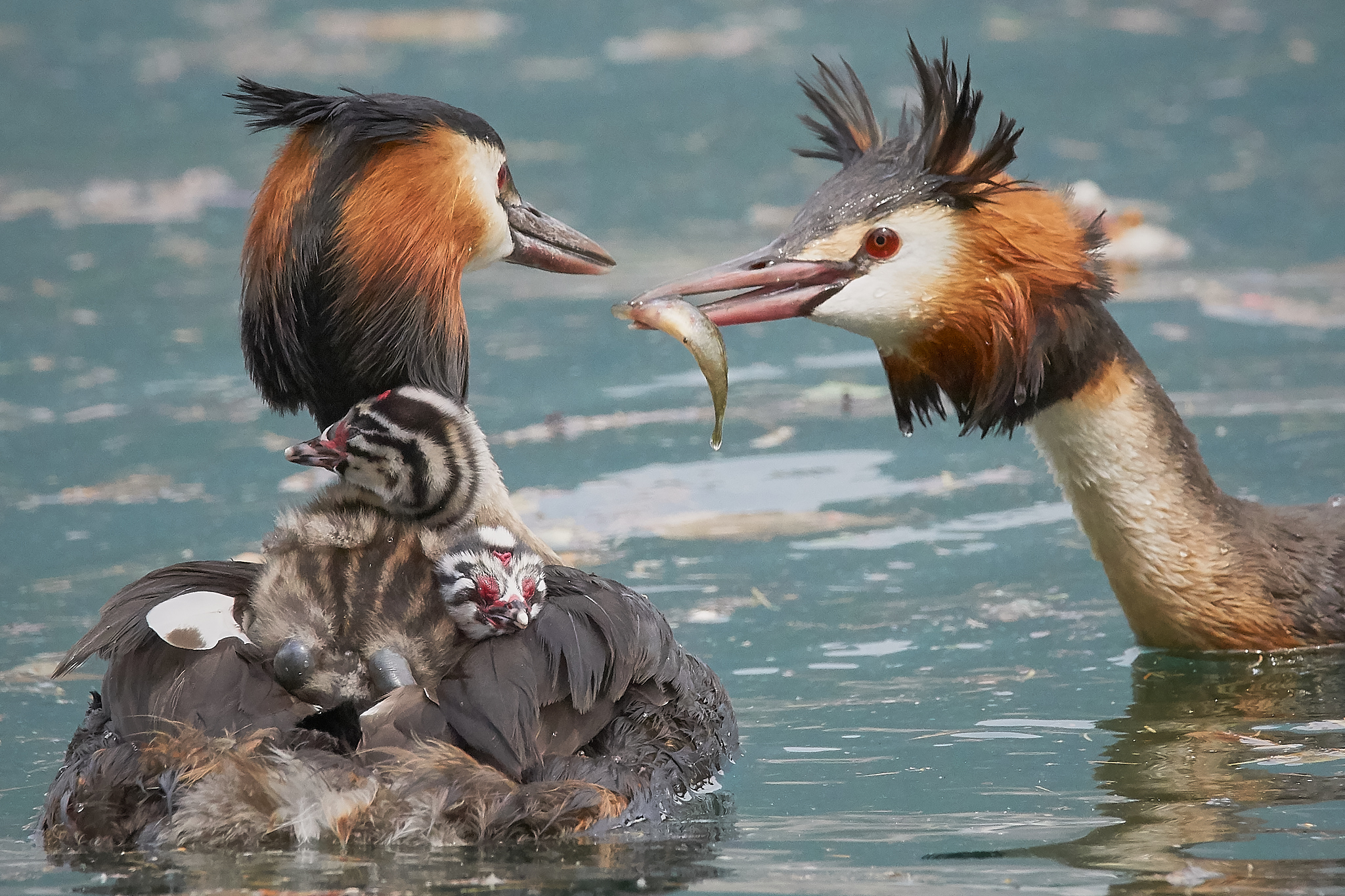 Summer scene, family of Great Grebes