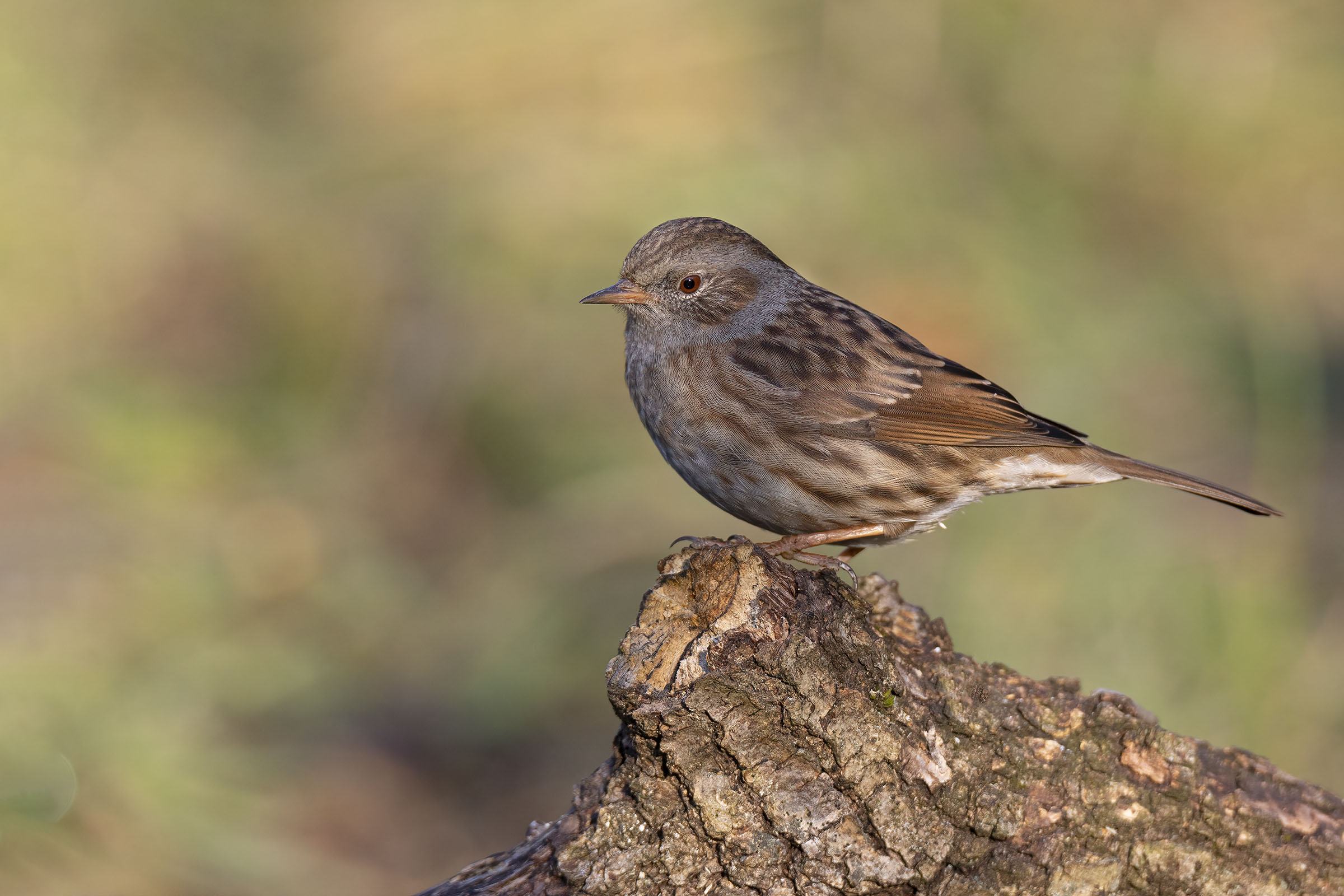 Passera scopaiola