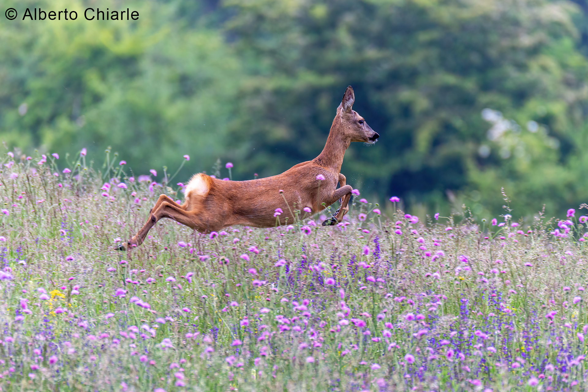Capriolo (Capreolus capreolus)