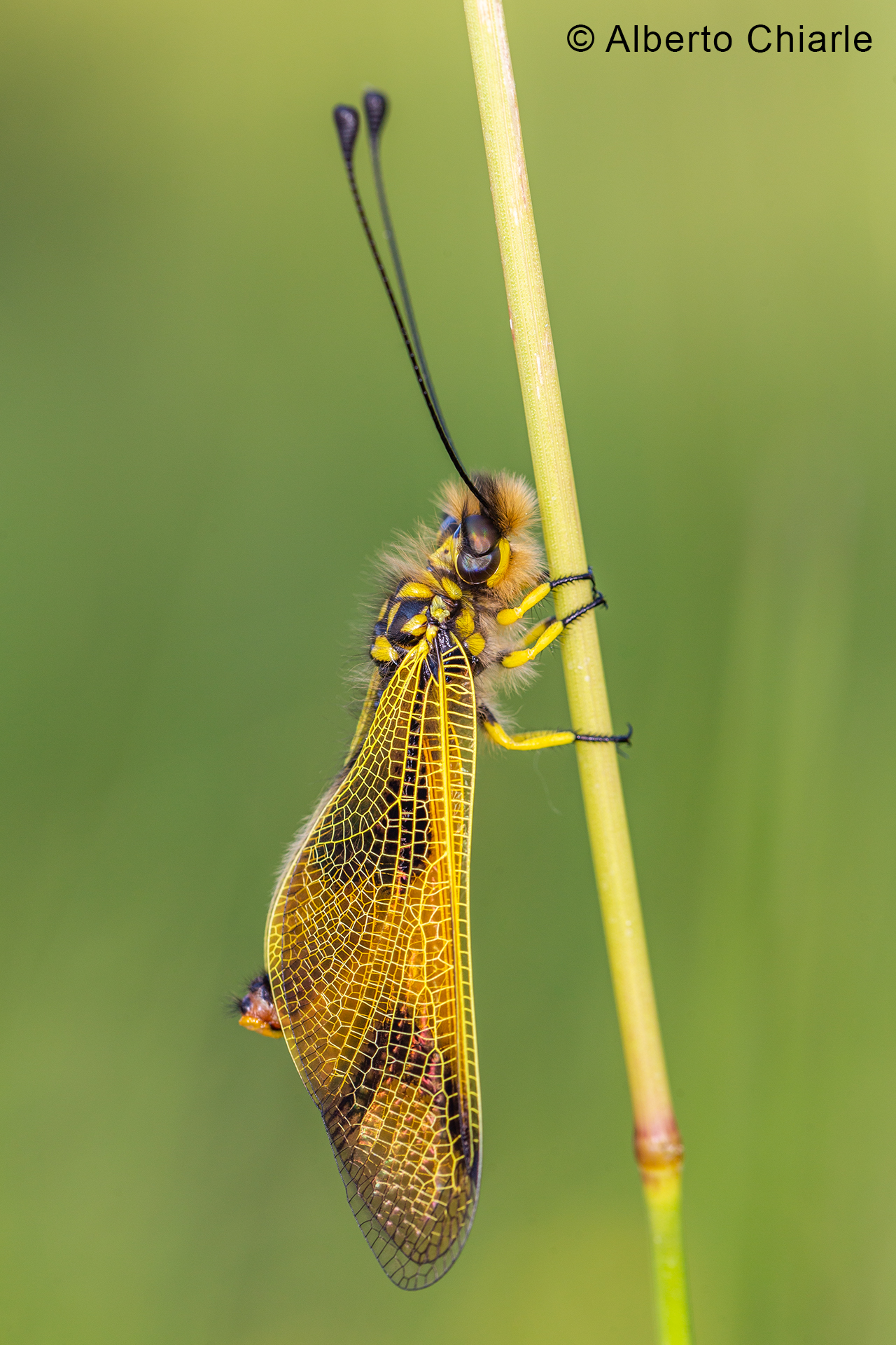 Libelloides longicornis