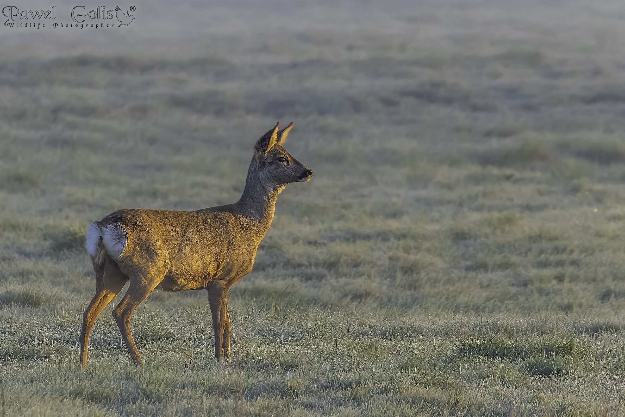 Capriolo (Capreolus capreolus)
