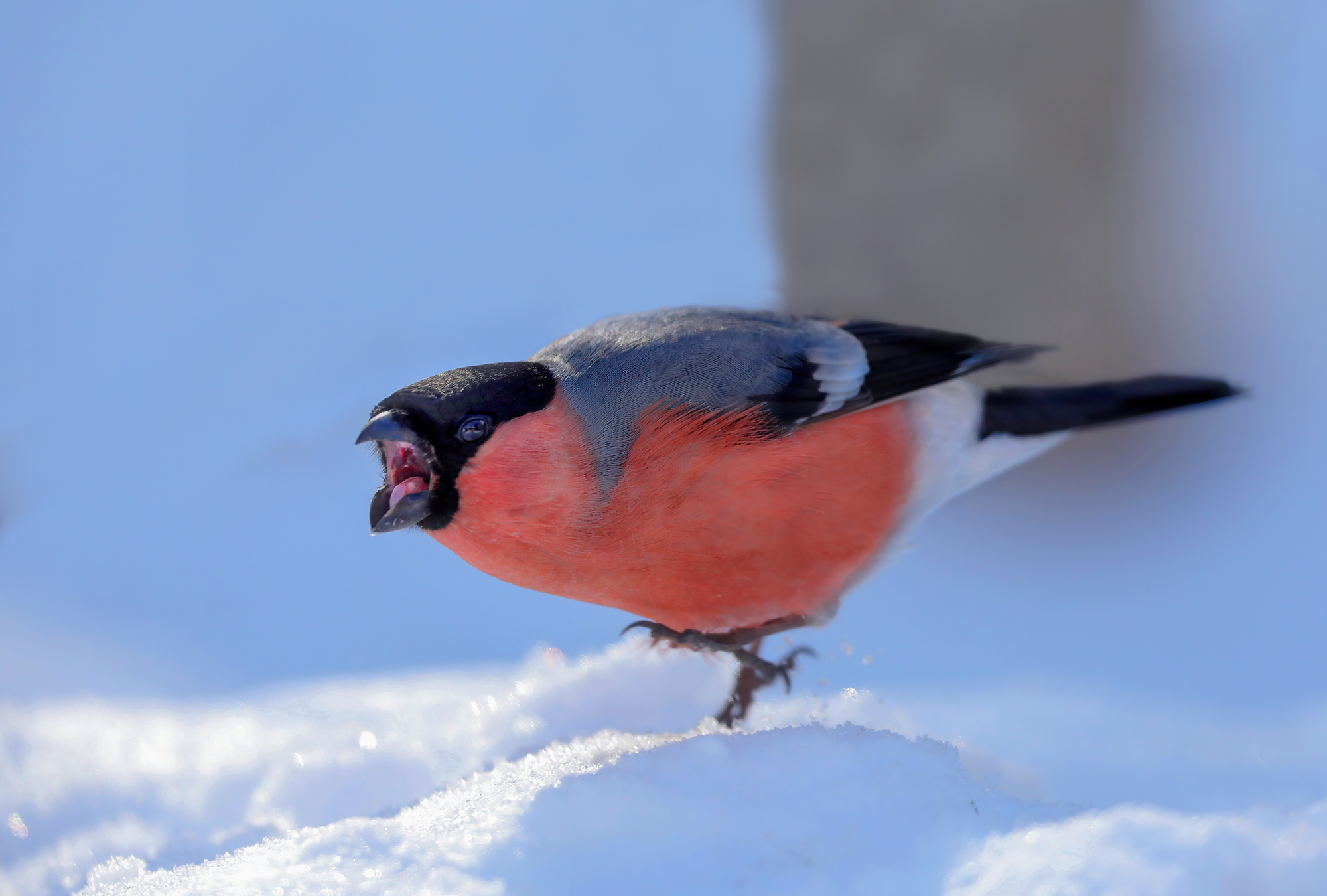 arrabbiato nella neve, ciuffolotto