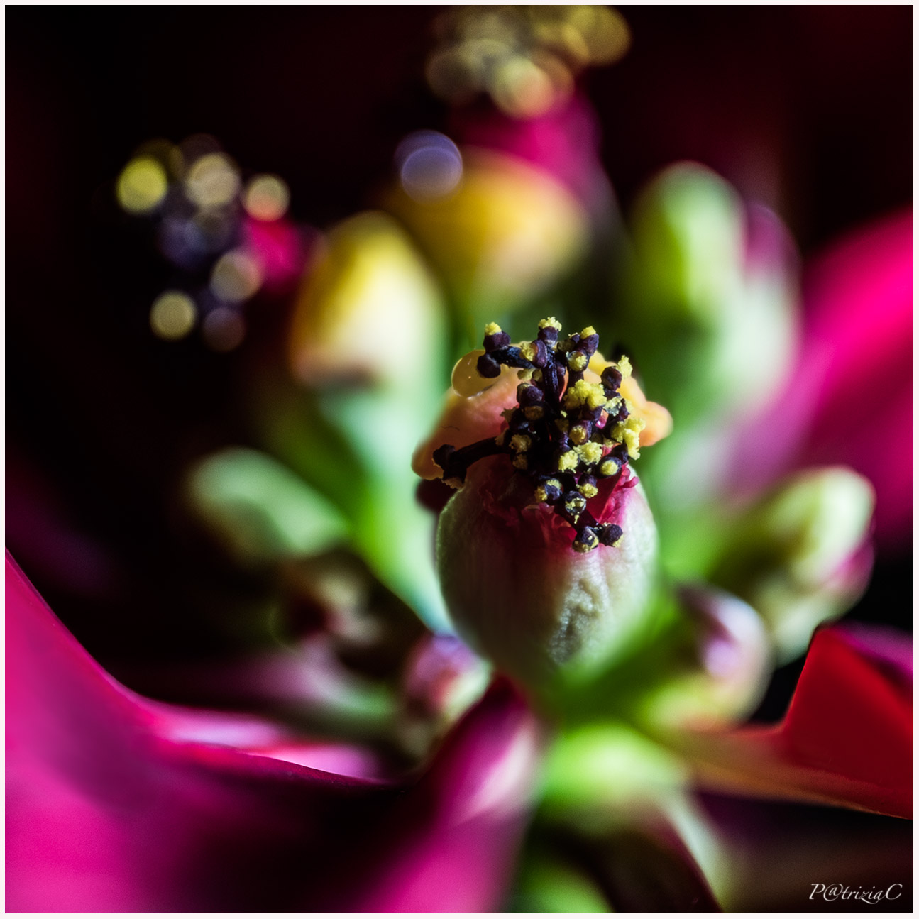 __stella di Natale__