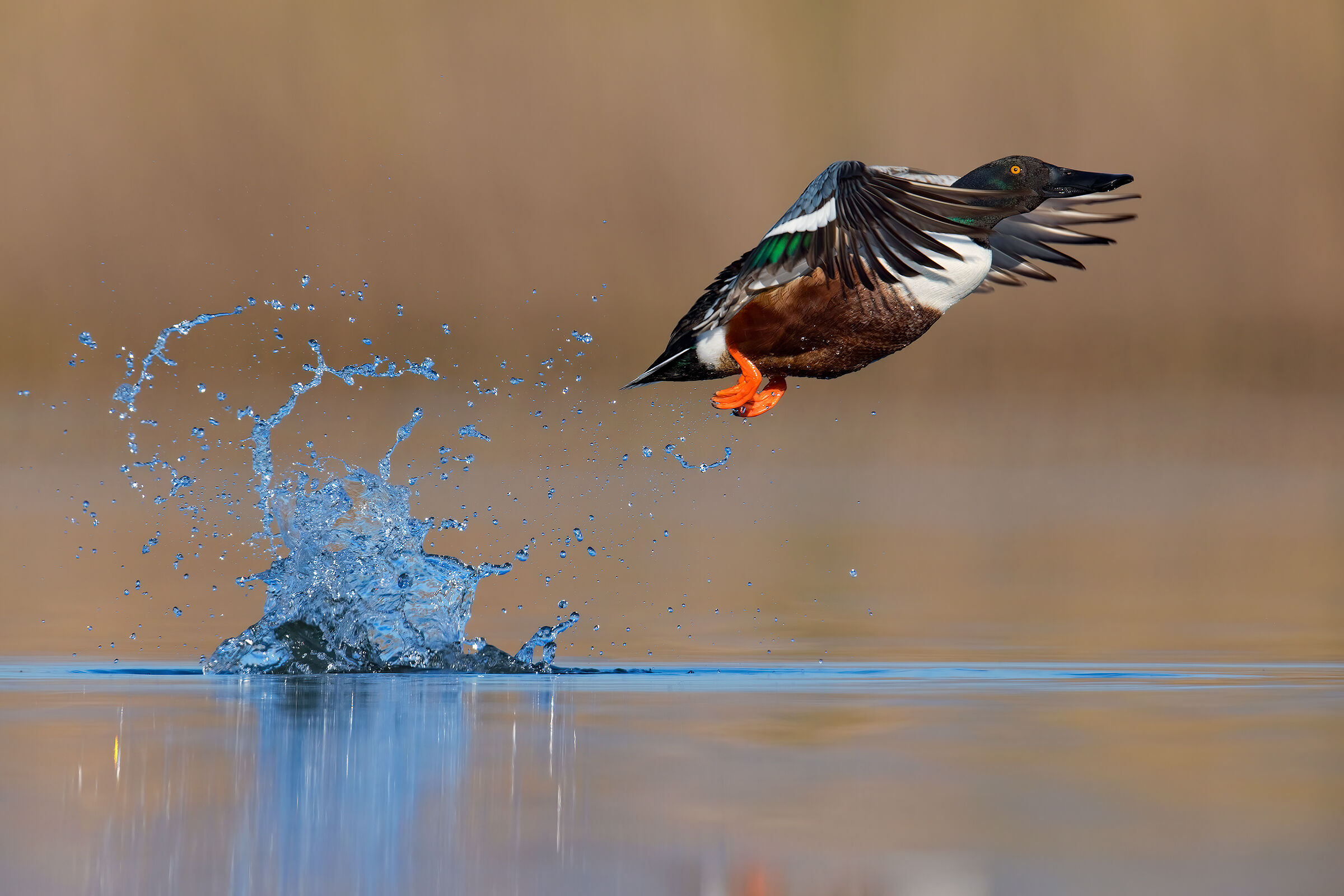 Il Guizzo (Mestolone)