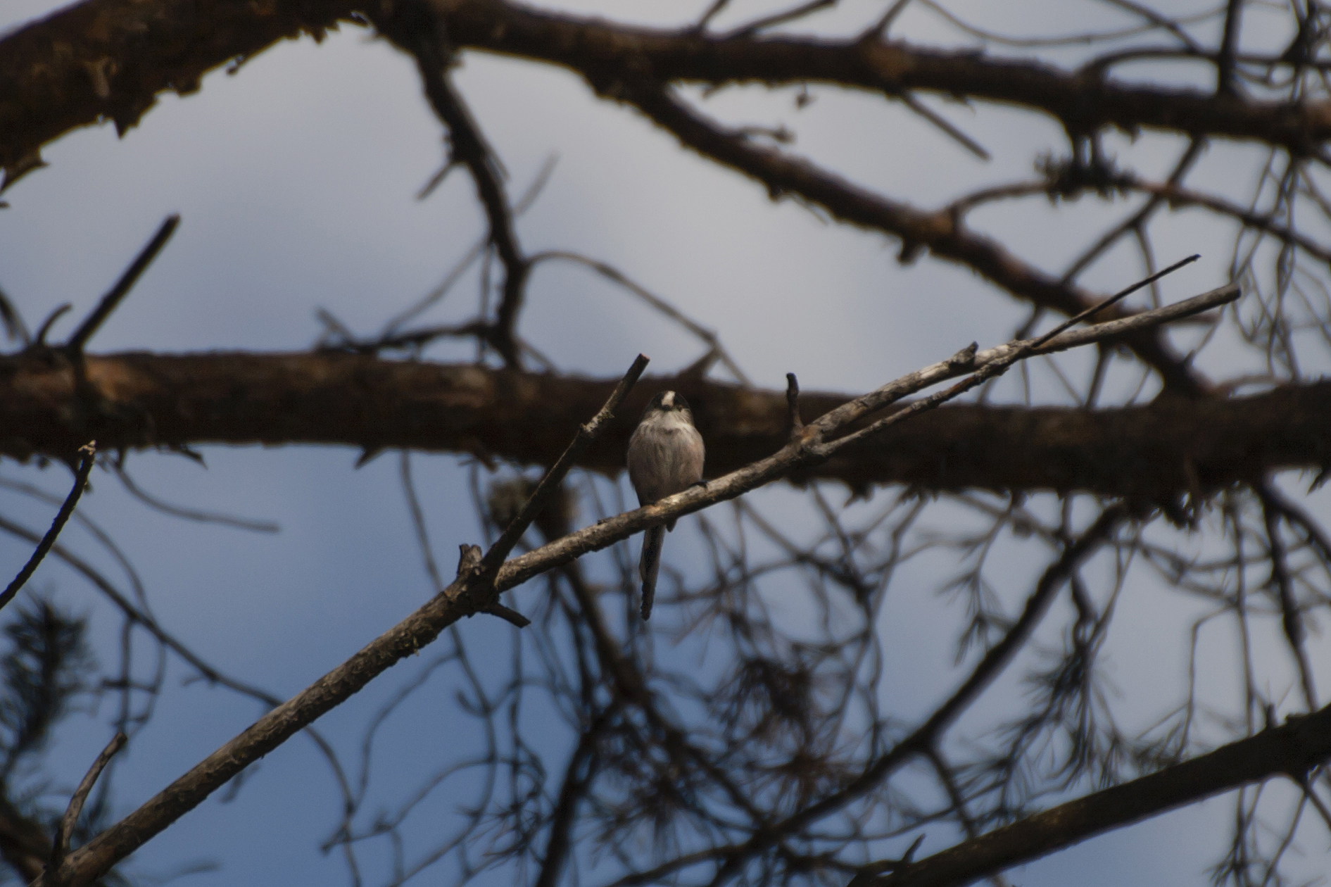 Aegithalos caudatus (codibugnolo)
