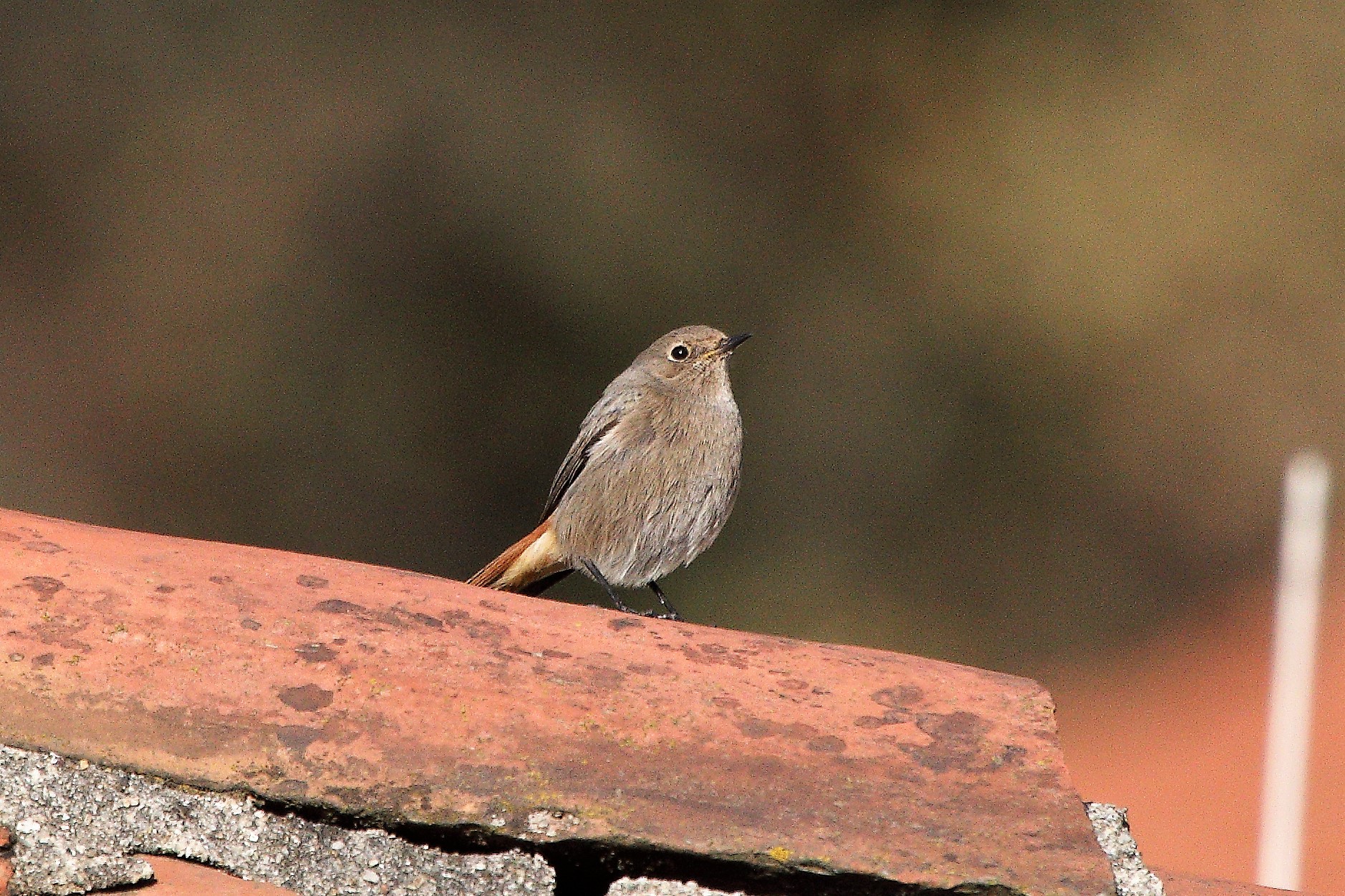 Redstart