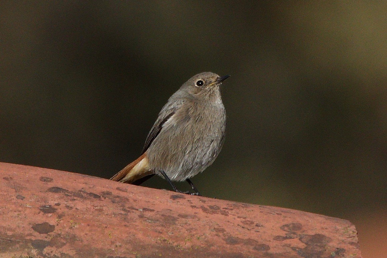 Redstart