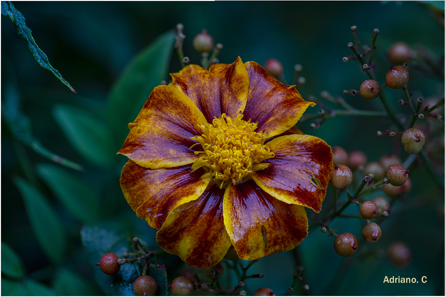 Semplicemente bella !!!