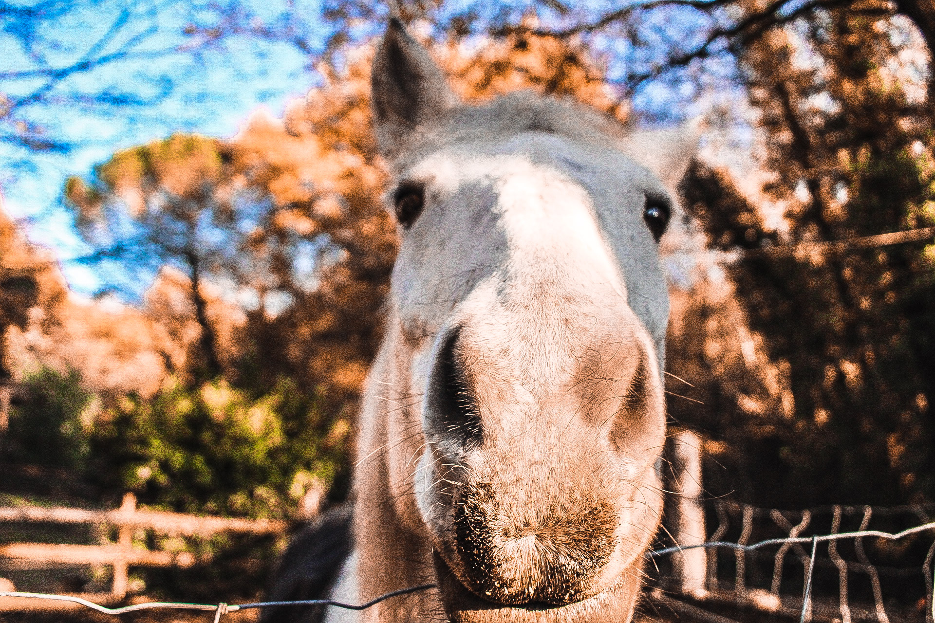 Horse