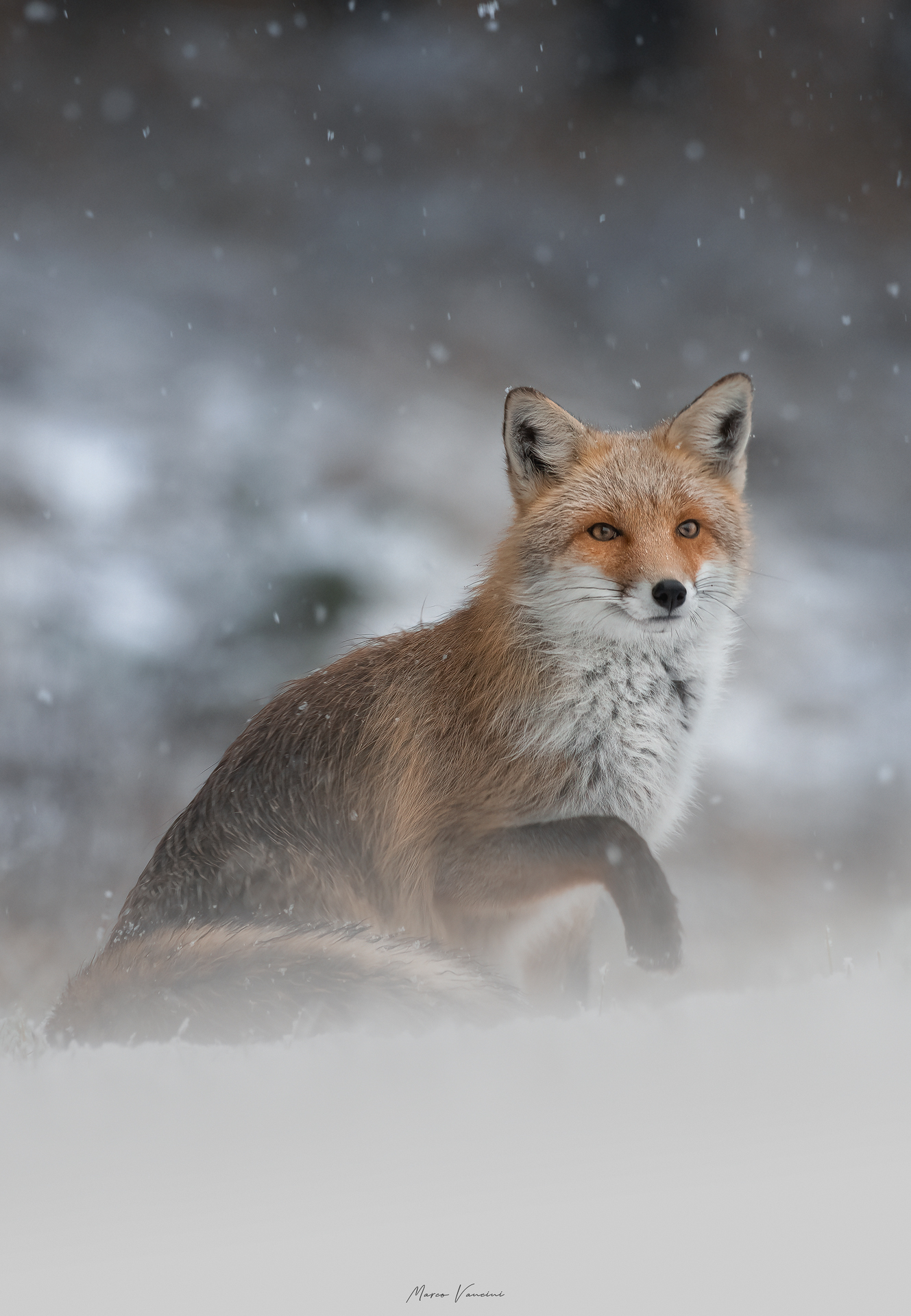 winter fox