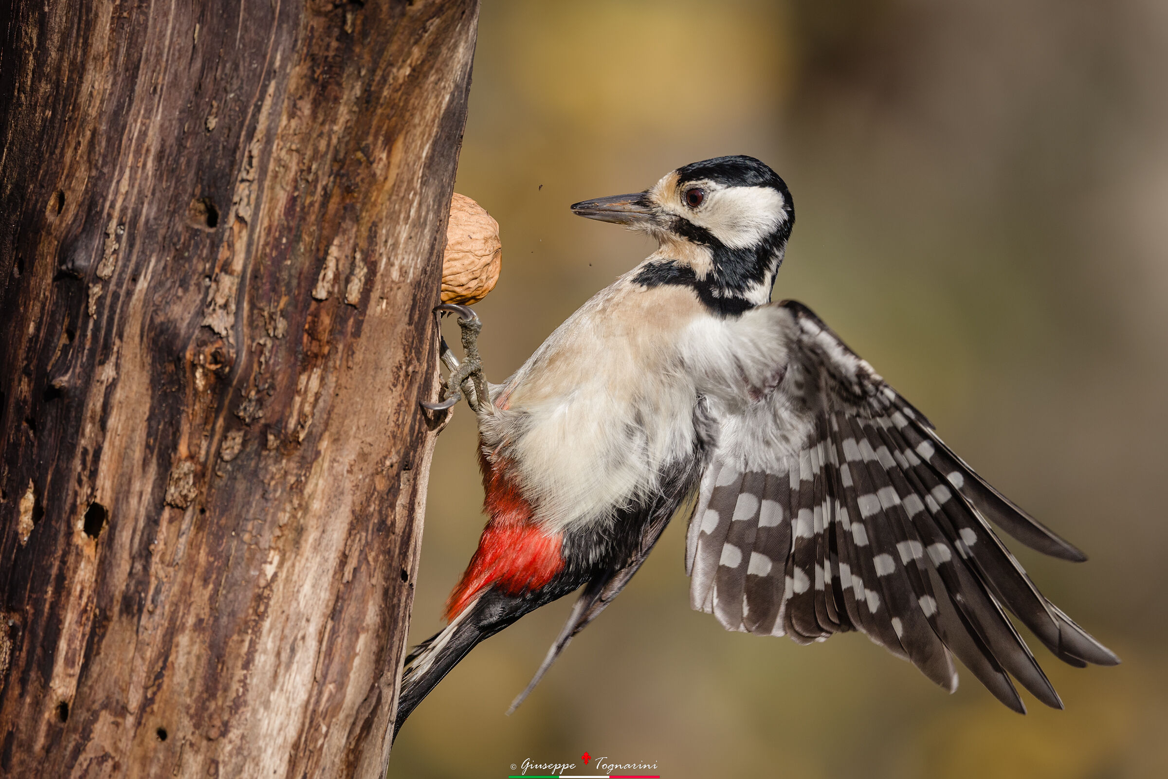 Major red woodpecker n.1