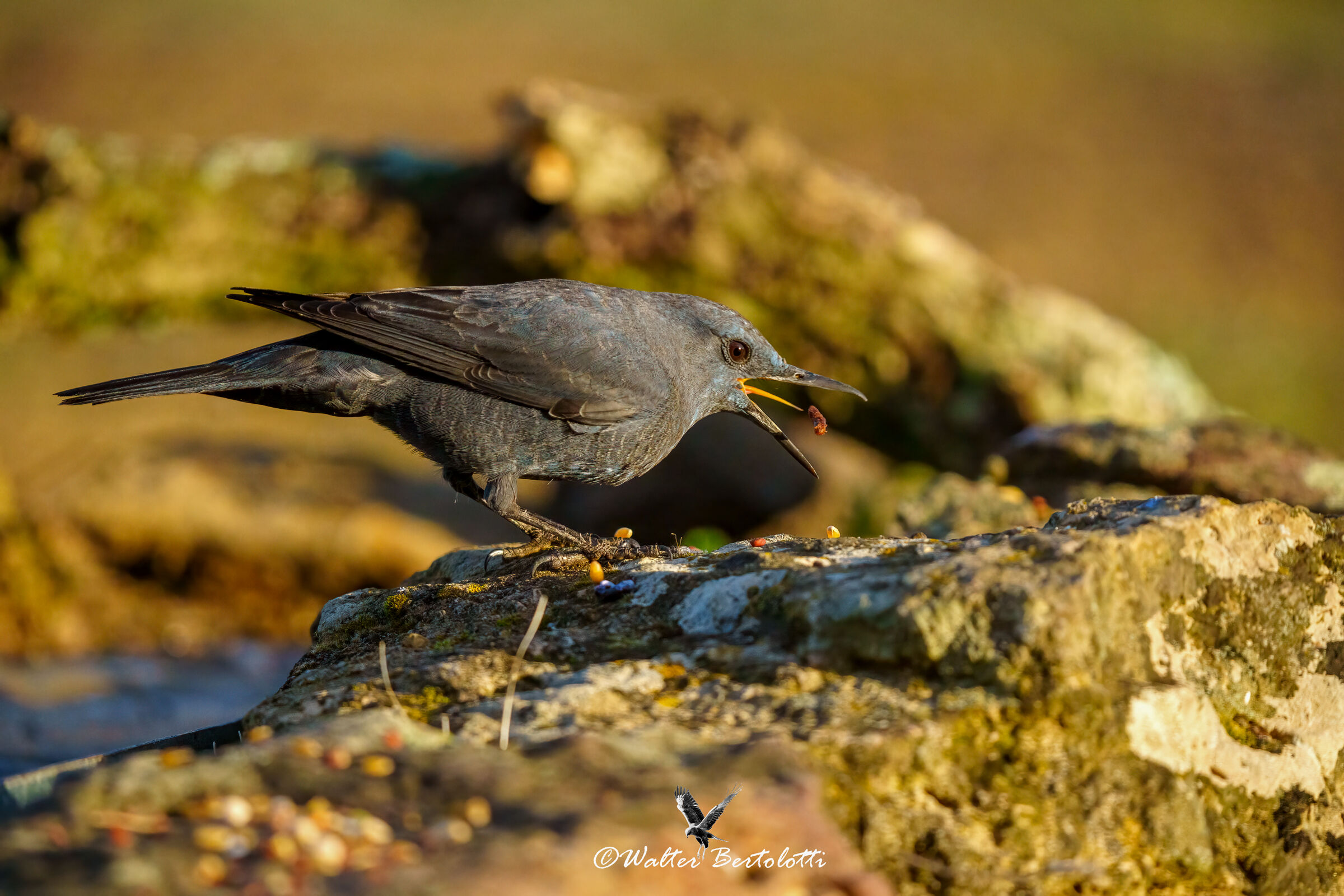 Monticola solitarius