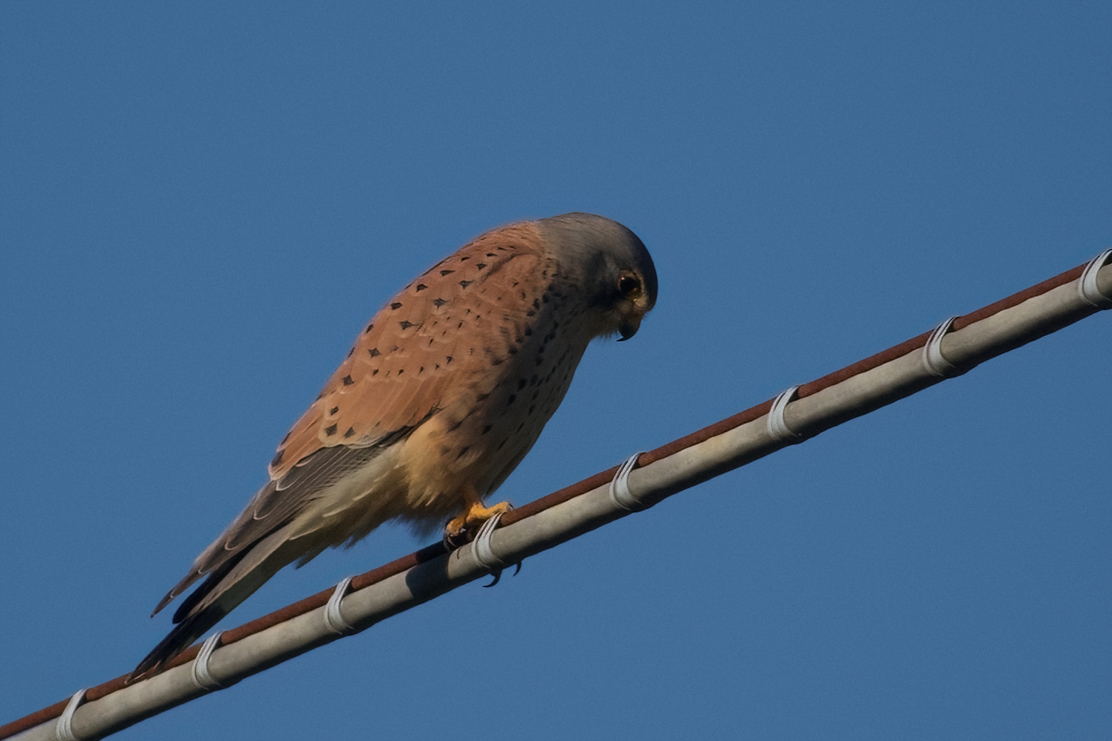 Kestrel