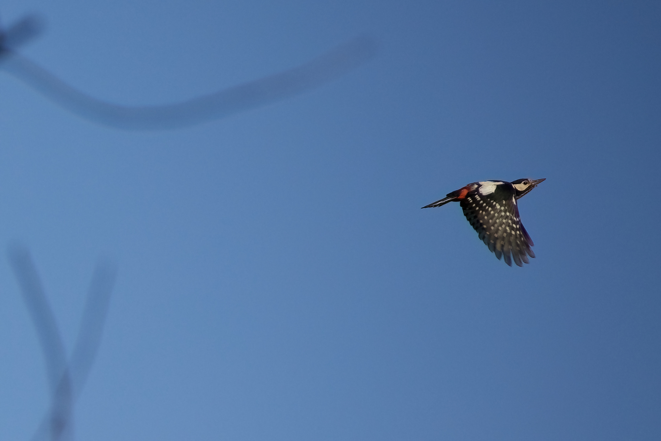 red woodpecker