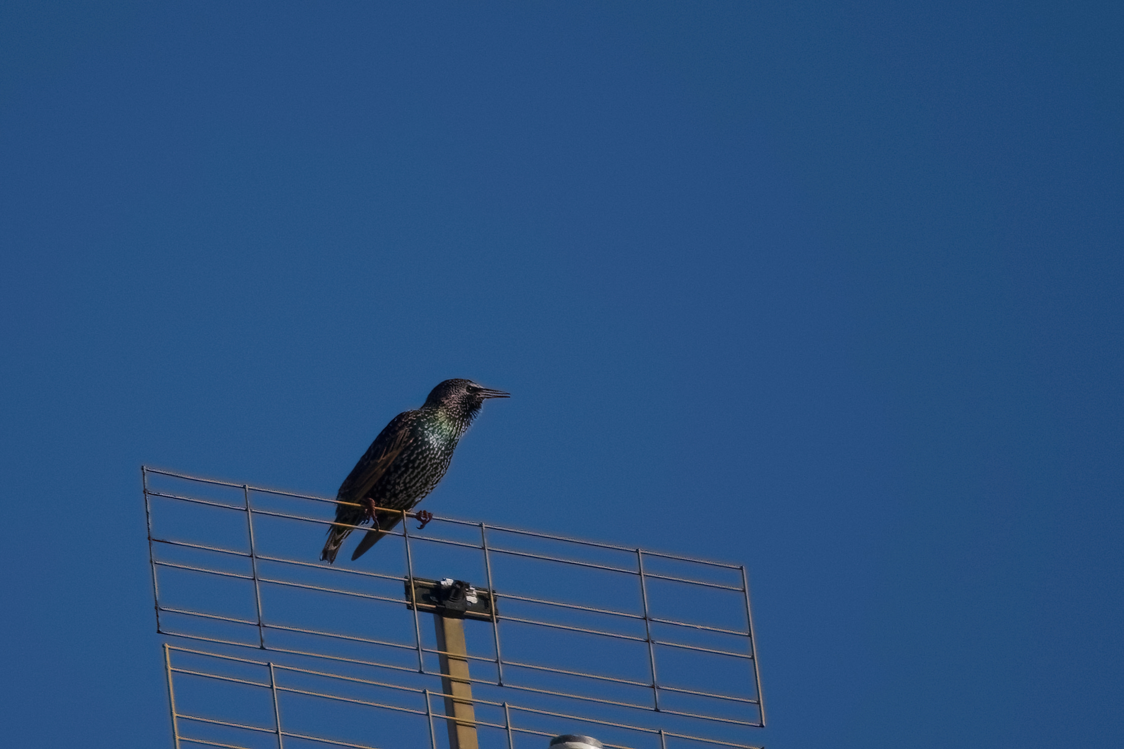 starling