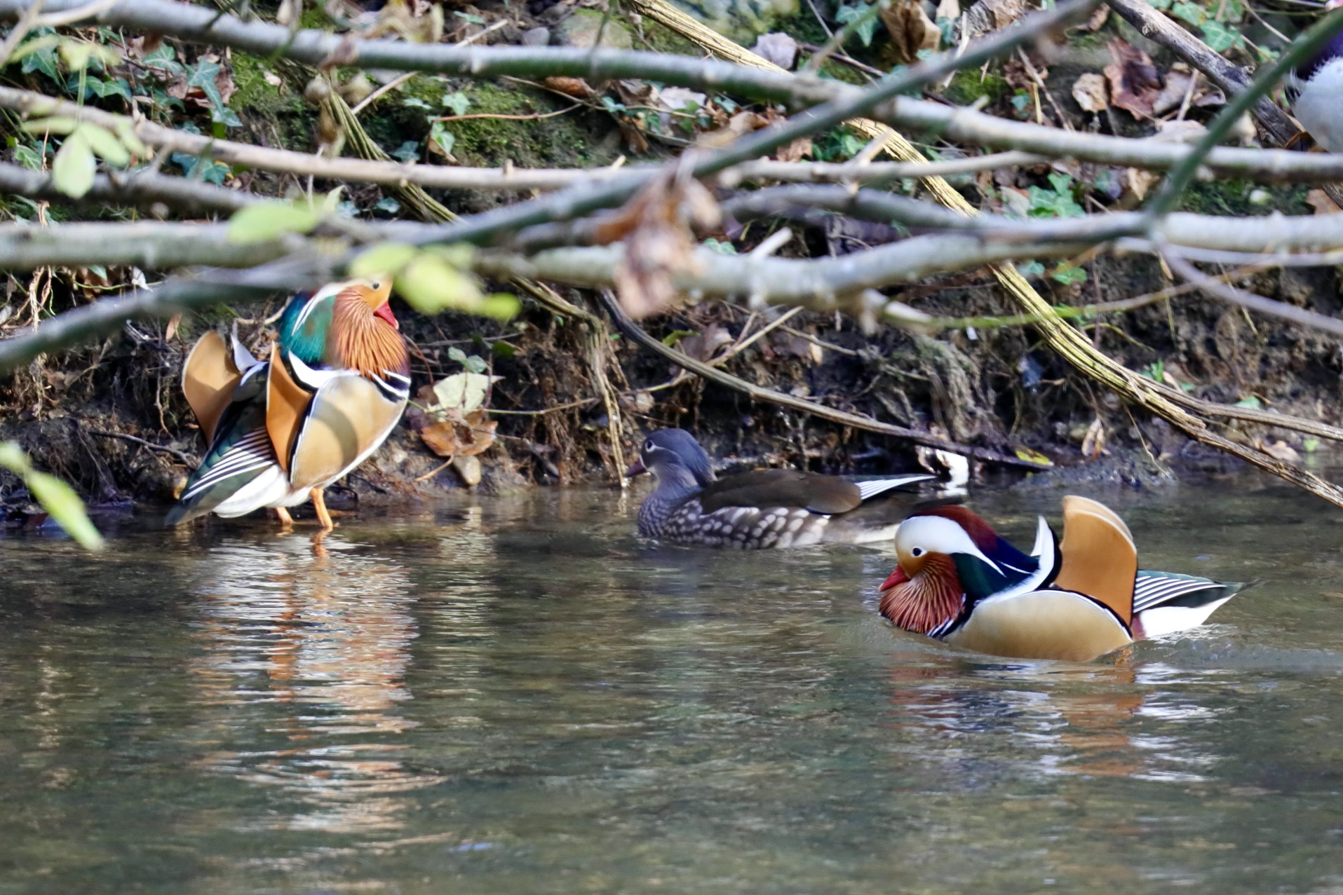 mandarin ducks