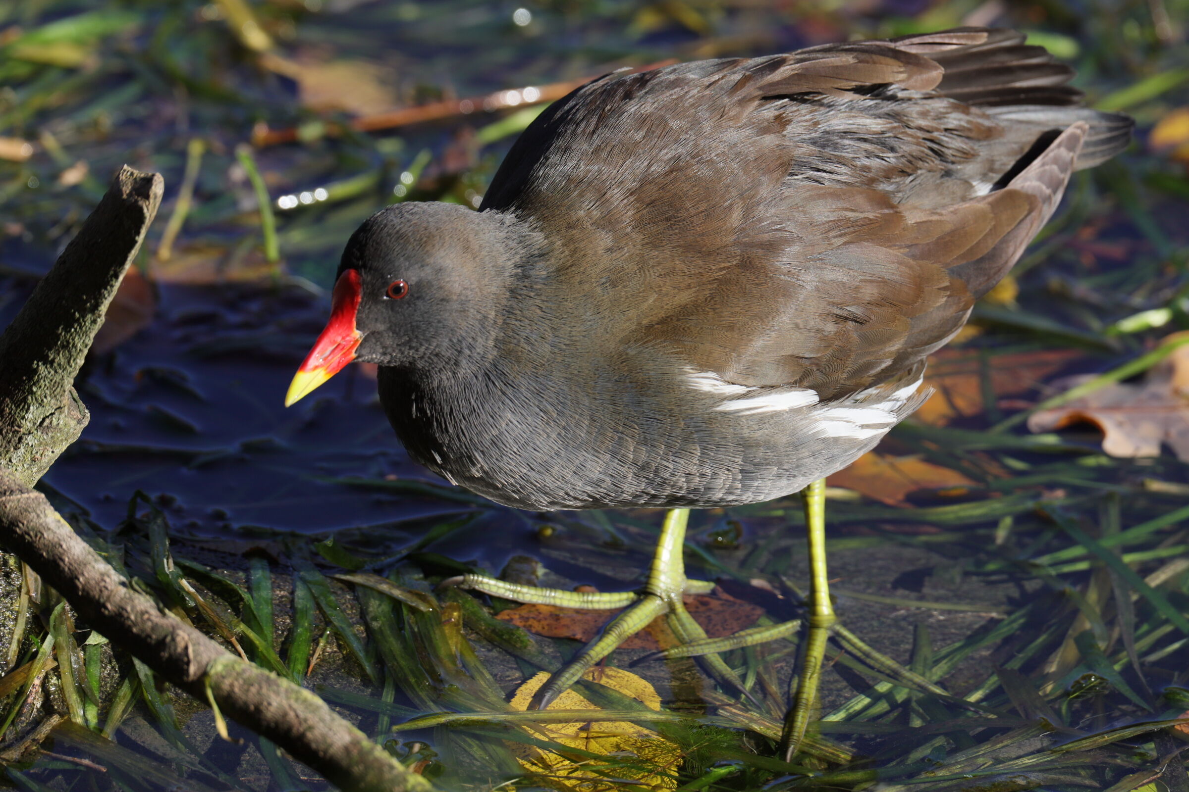 gallinella