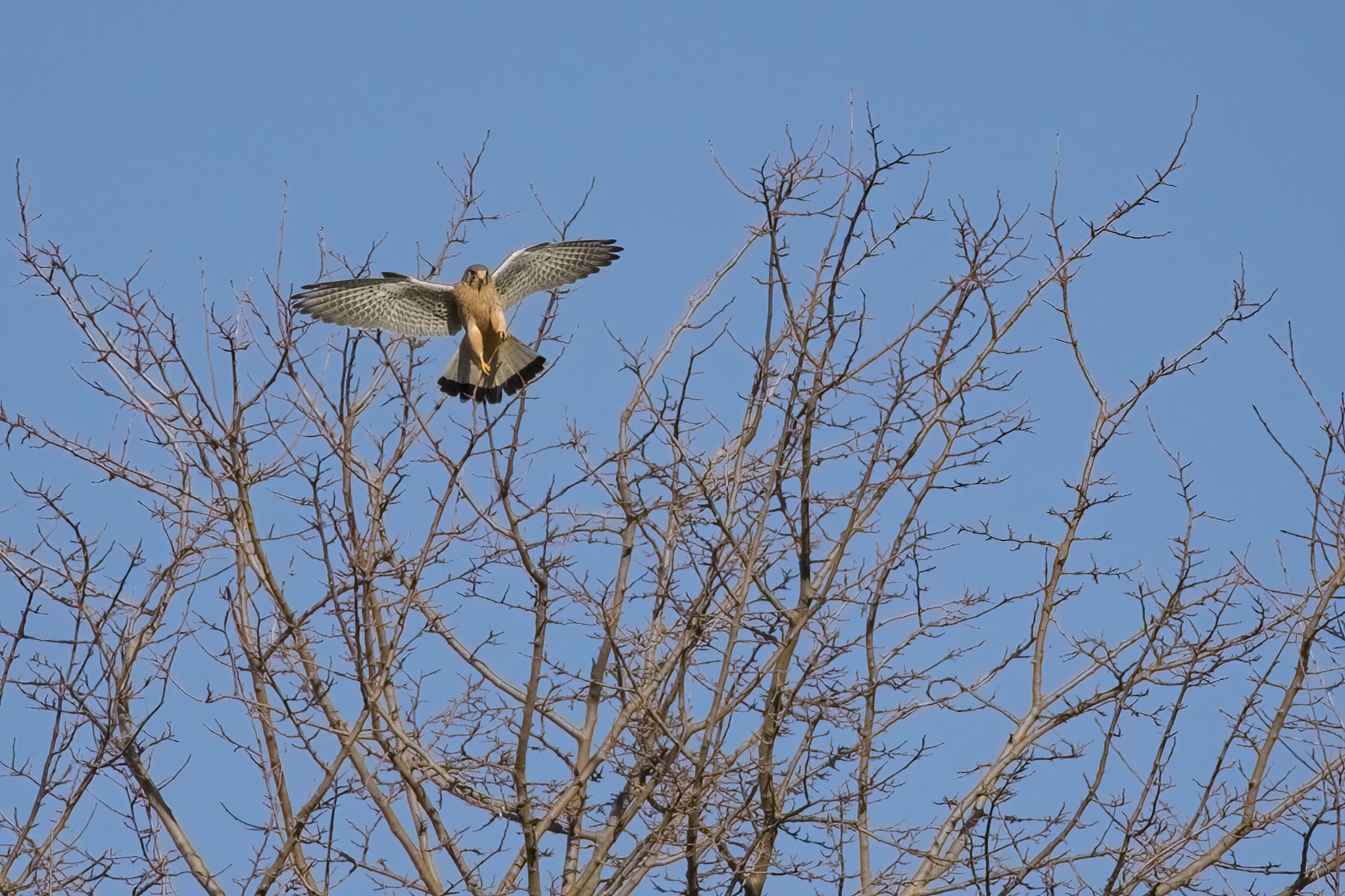 kestrel