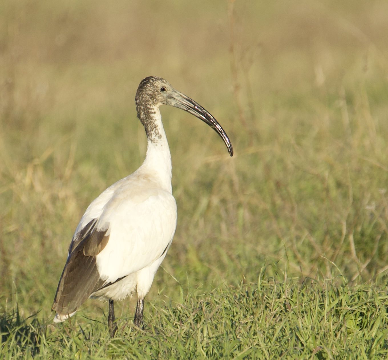 Ibis