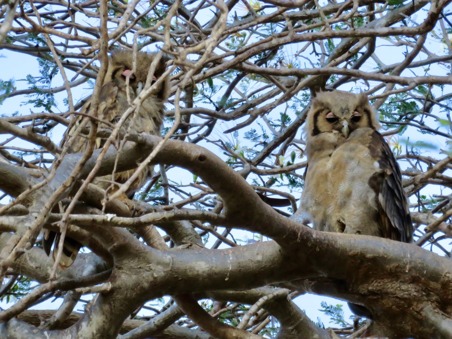 owl