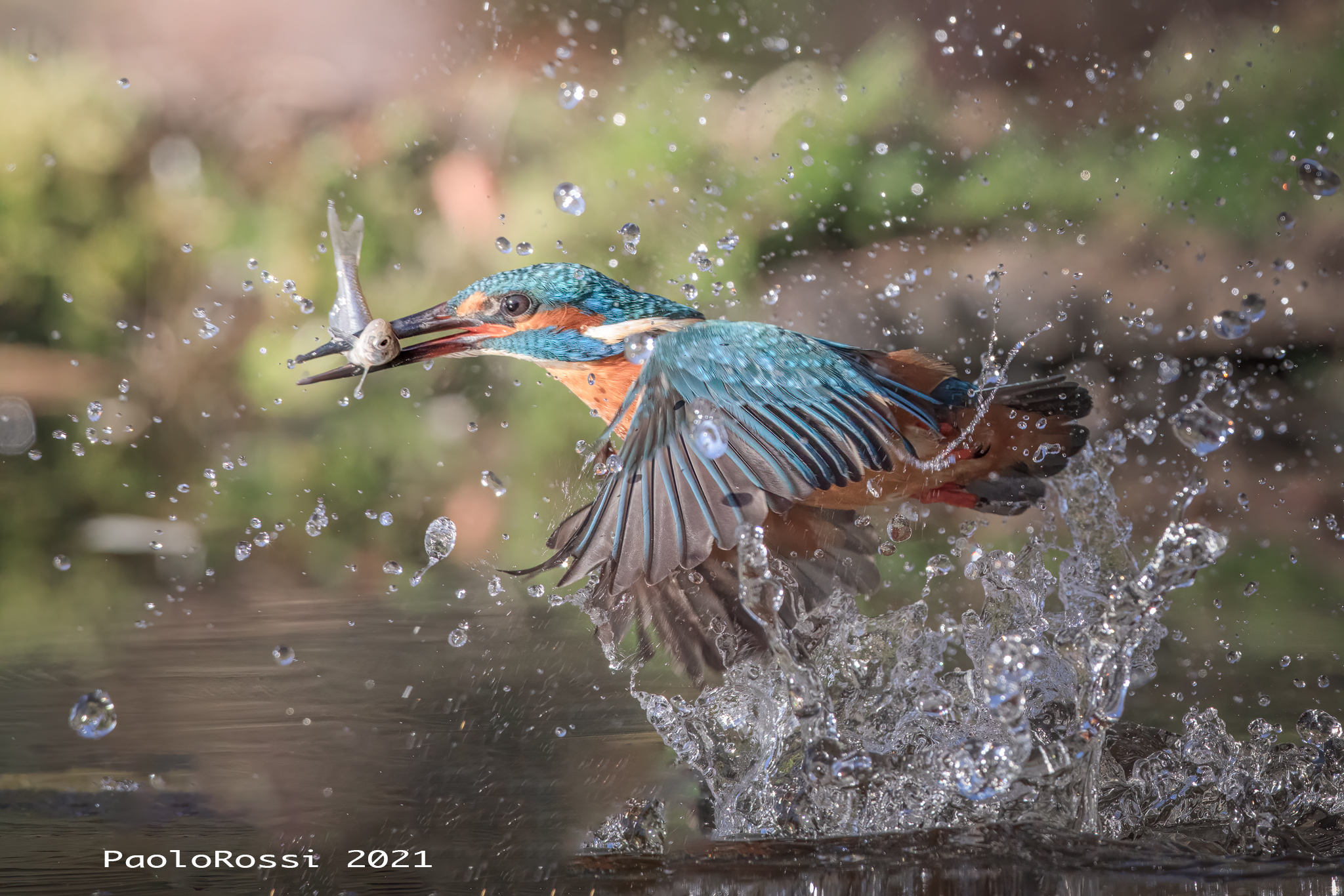 Kingfisher...