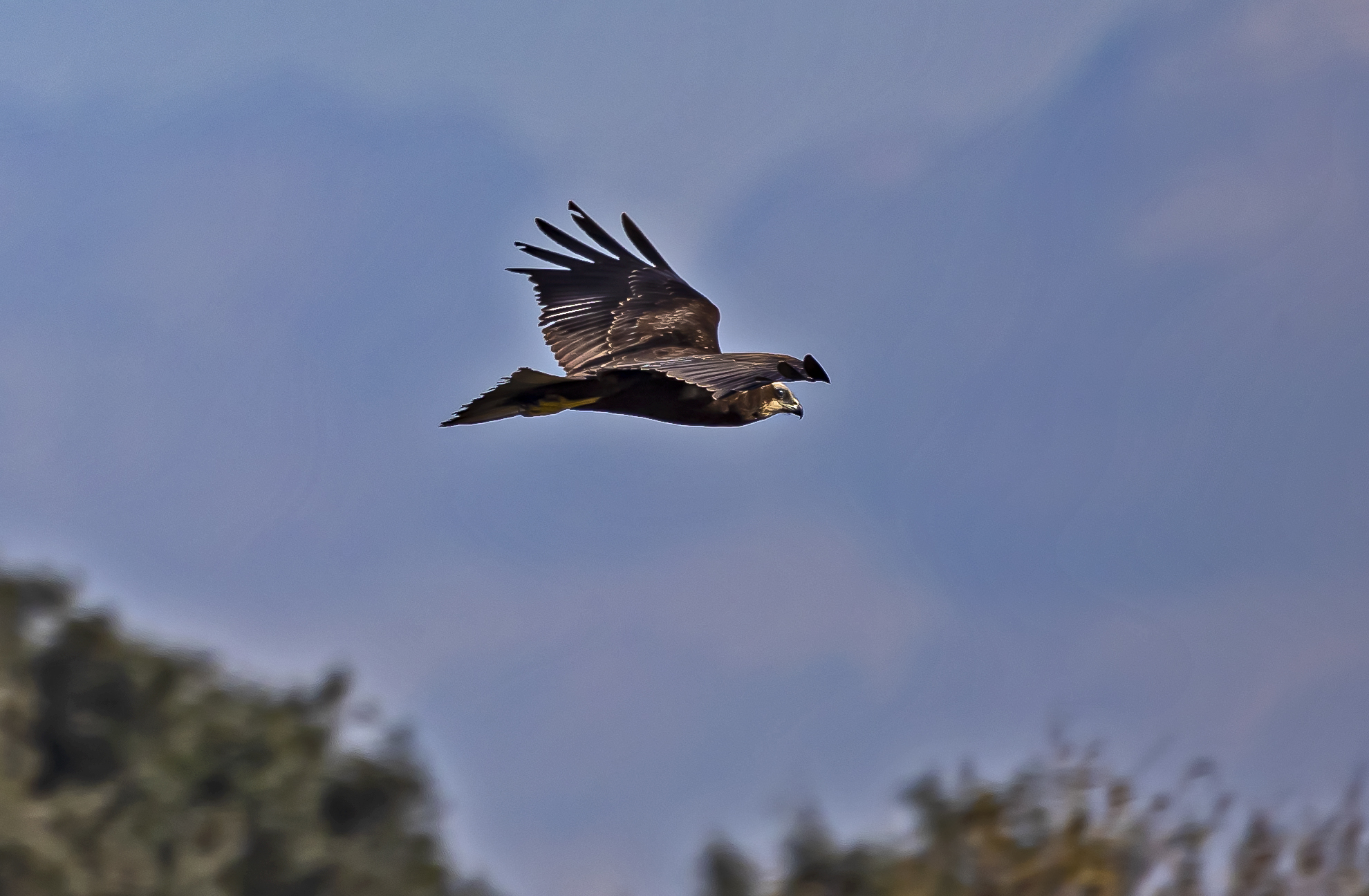 Falco di Palude a 75 metri