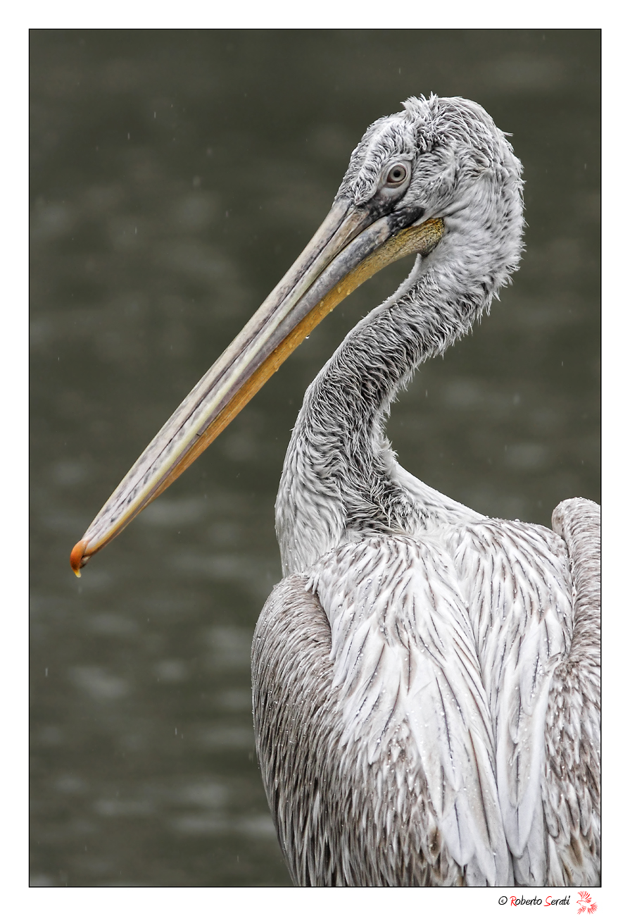 Ritratto sotto la pioggia