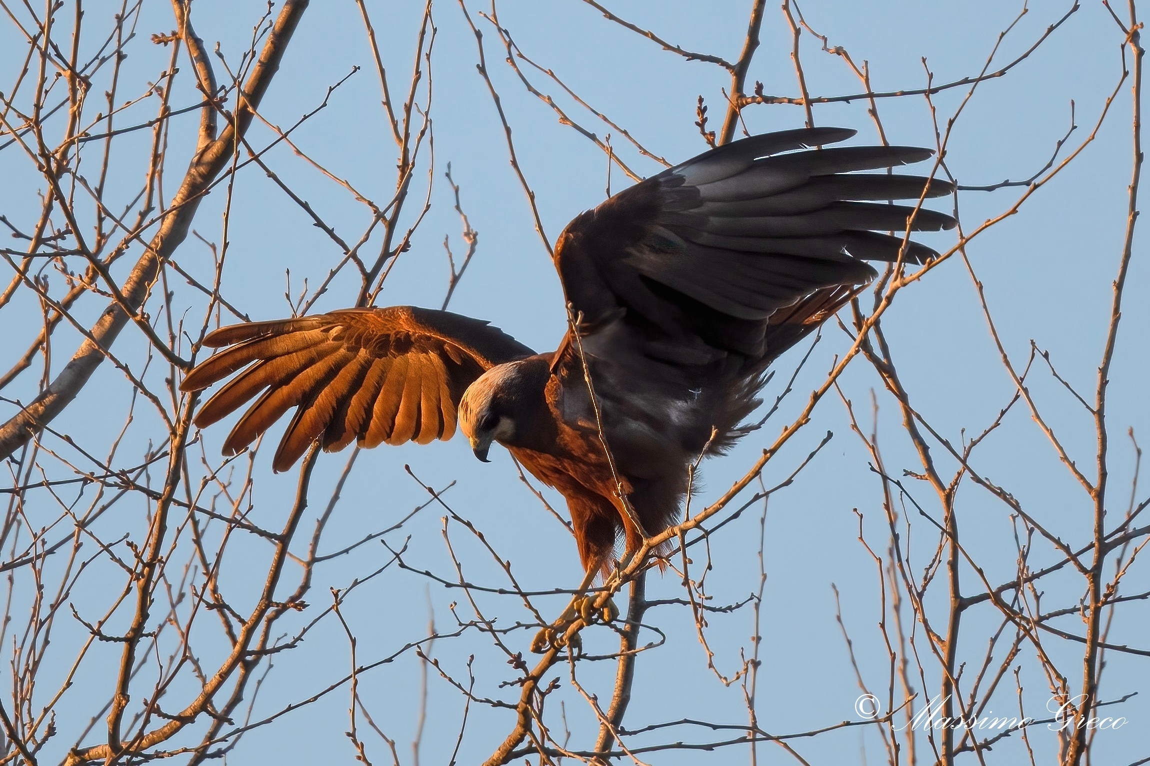 The pink light of the morning in the forehead - Marsh falcon