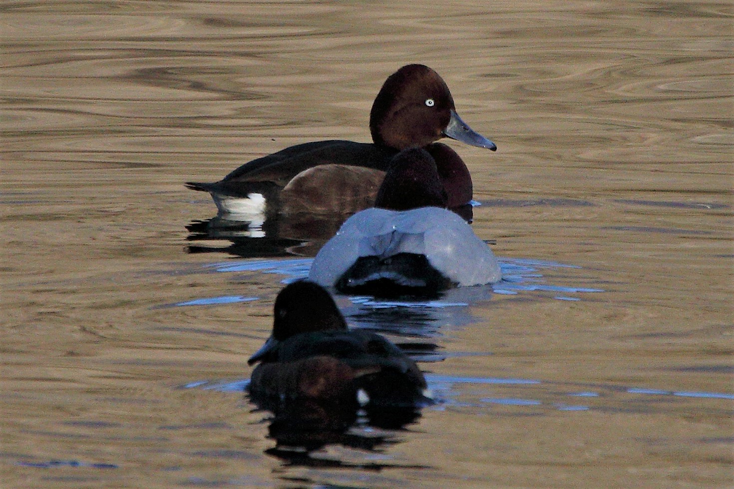 Ferruginous duck