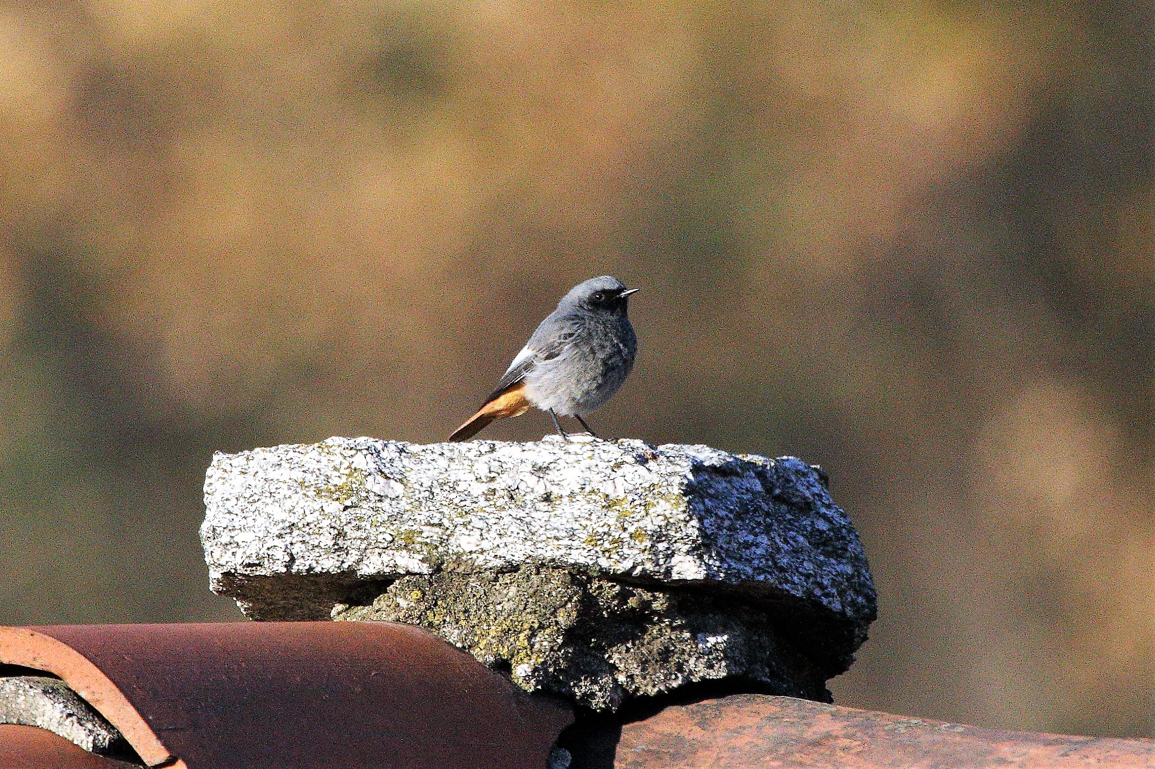 Redstart