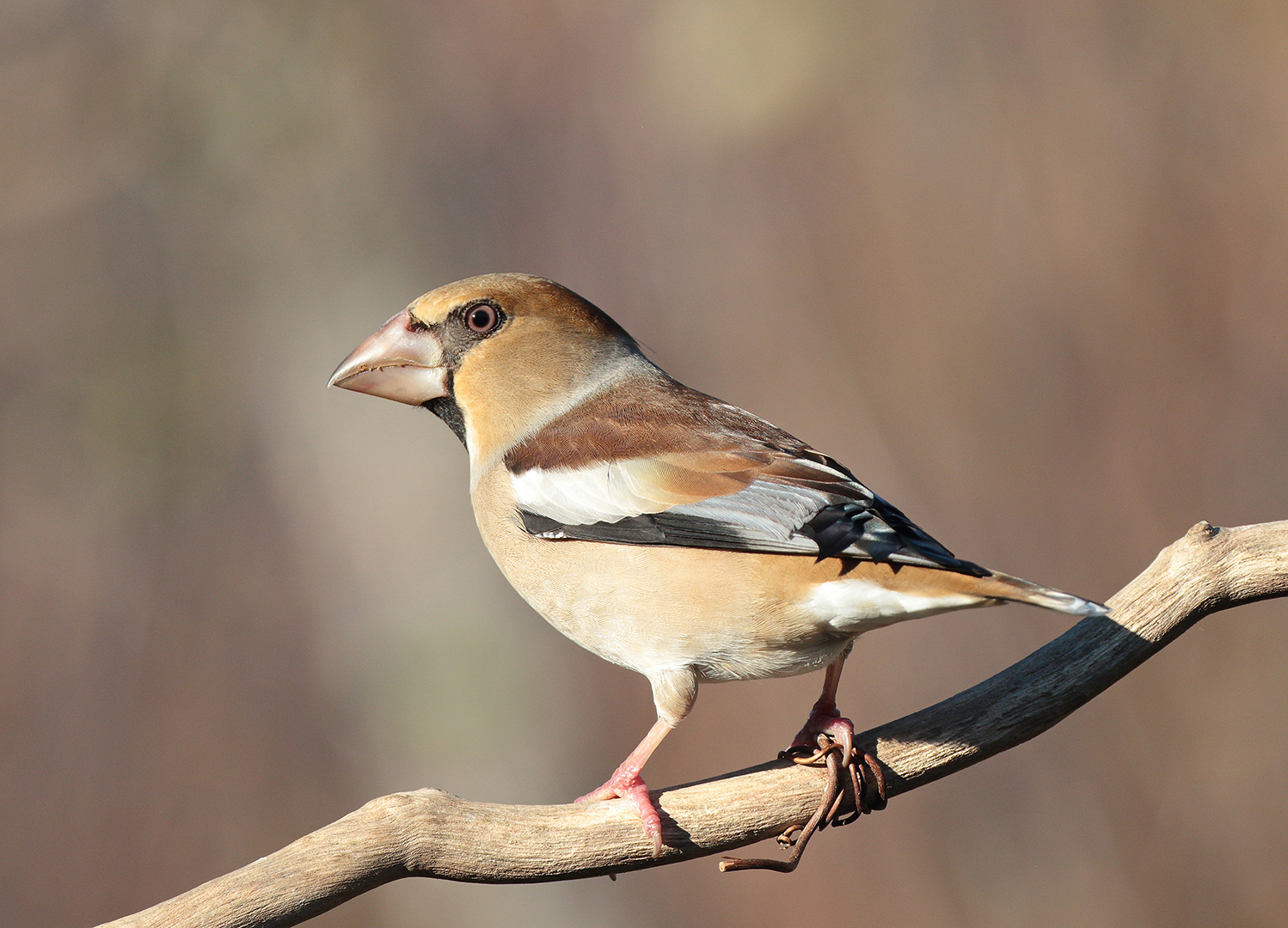 Hawfinch