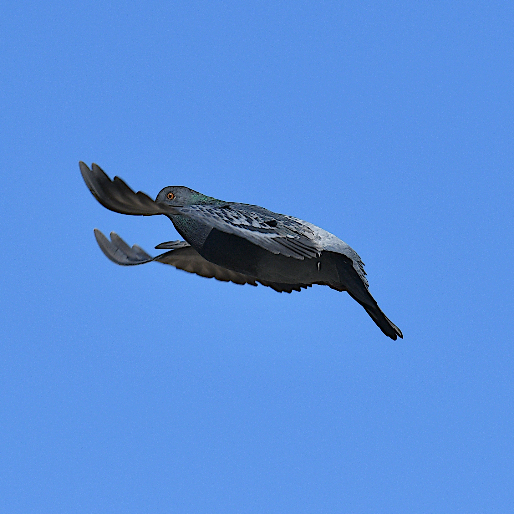 prova avifauna