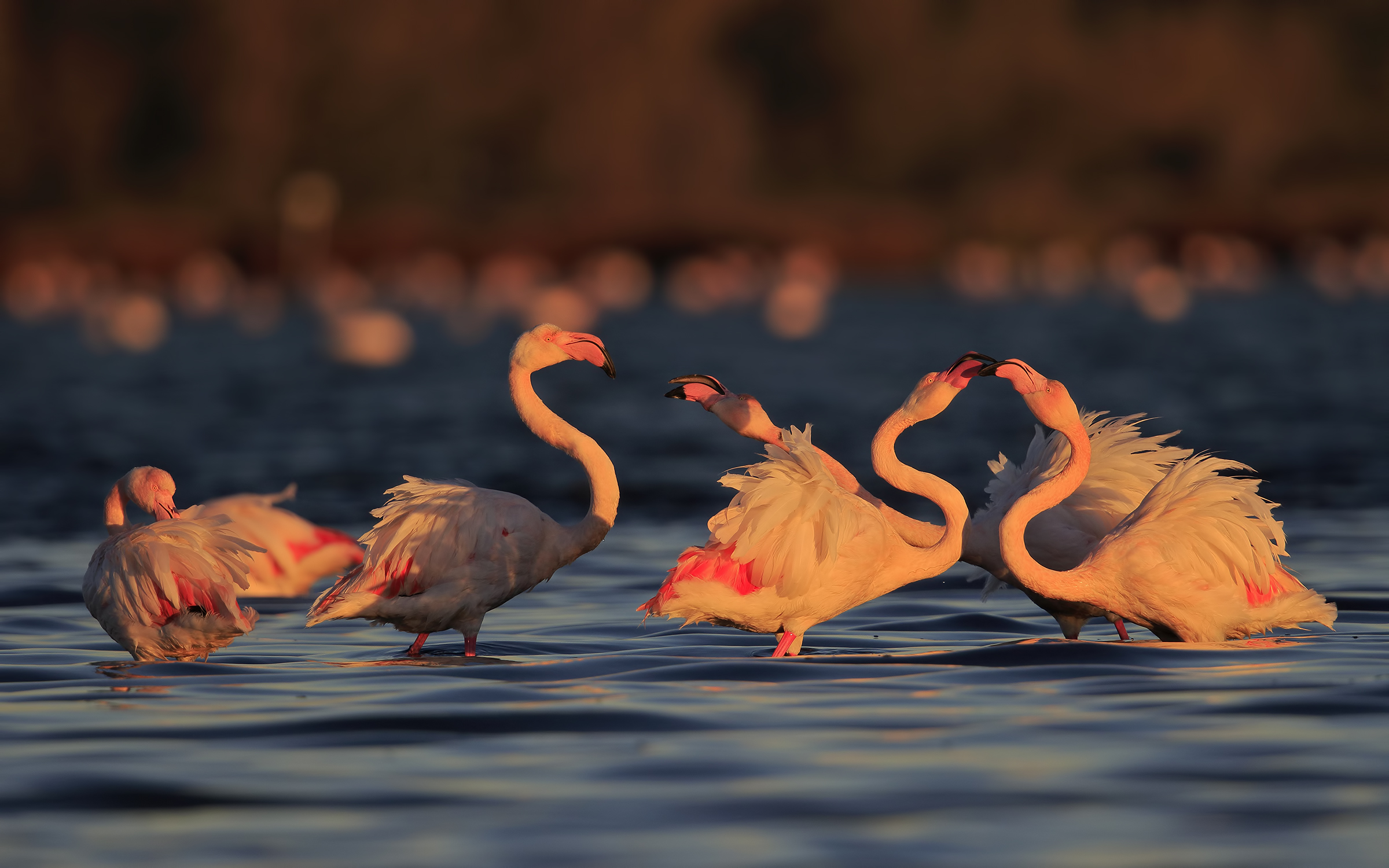 Sunrise in the lagoon