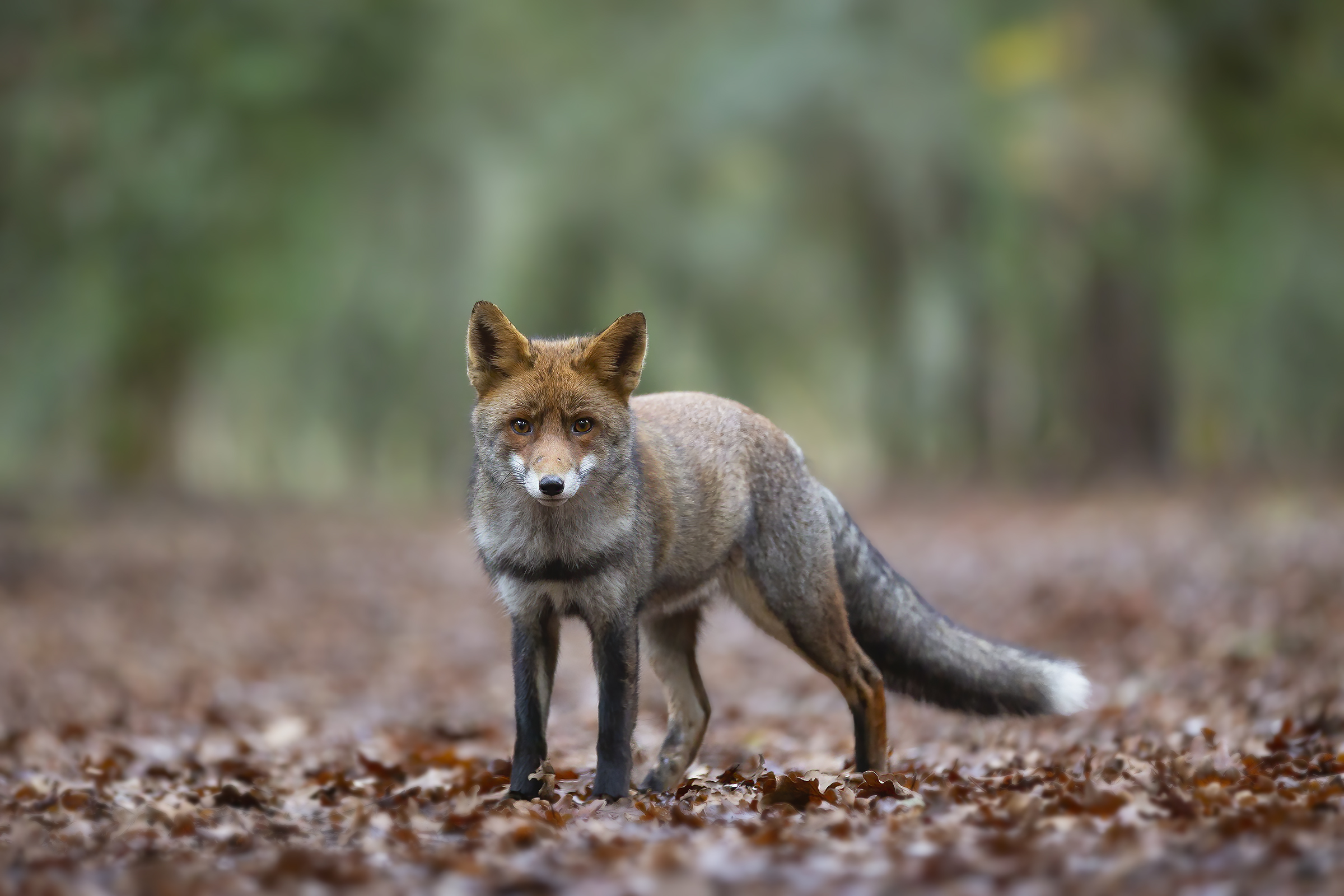 A Fox in the woods