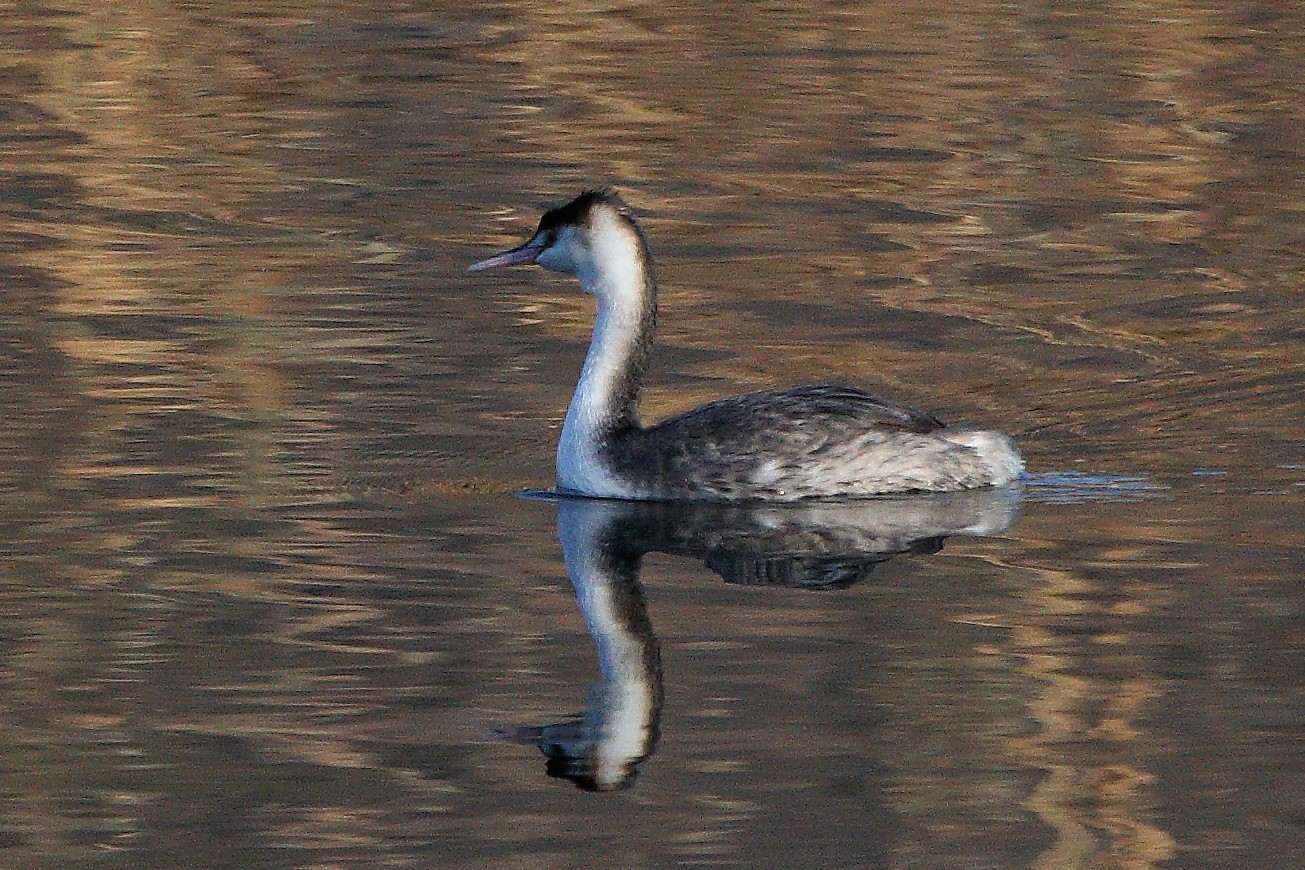grebe