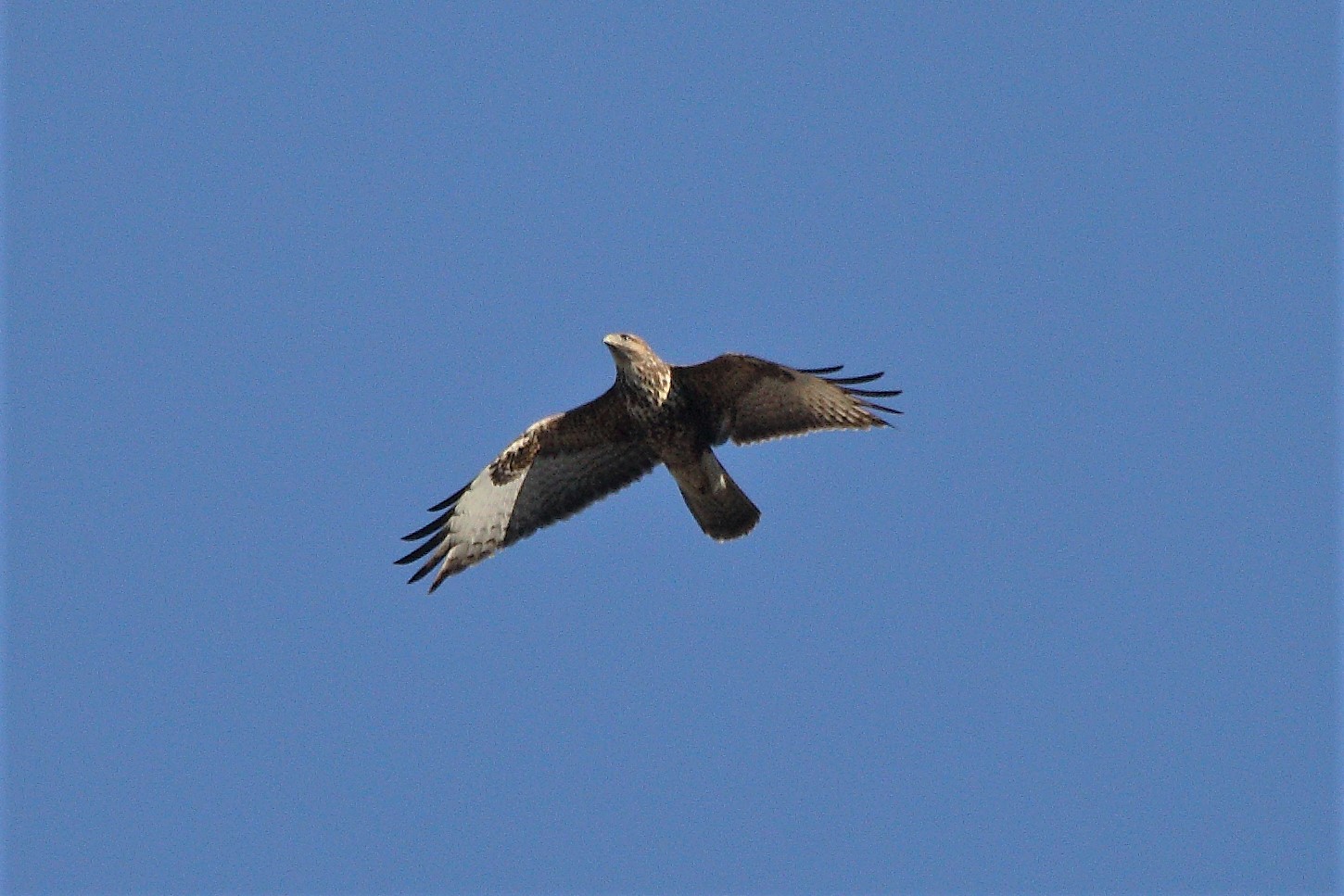 Buzzard