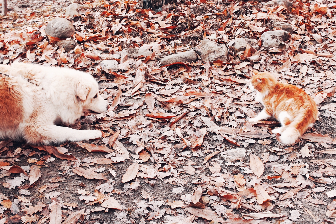 Cat vs dog