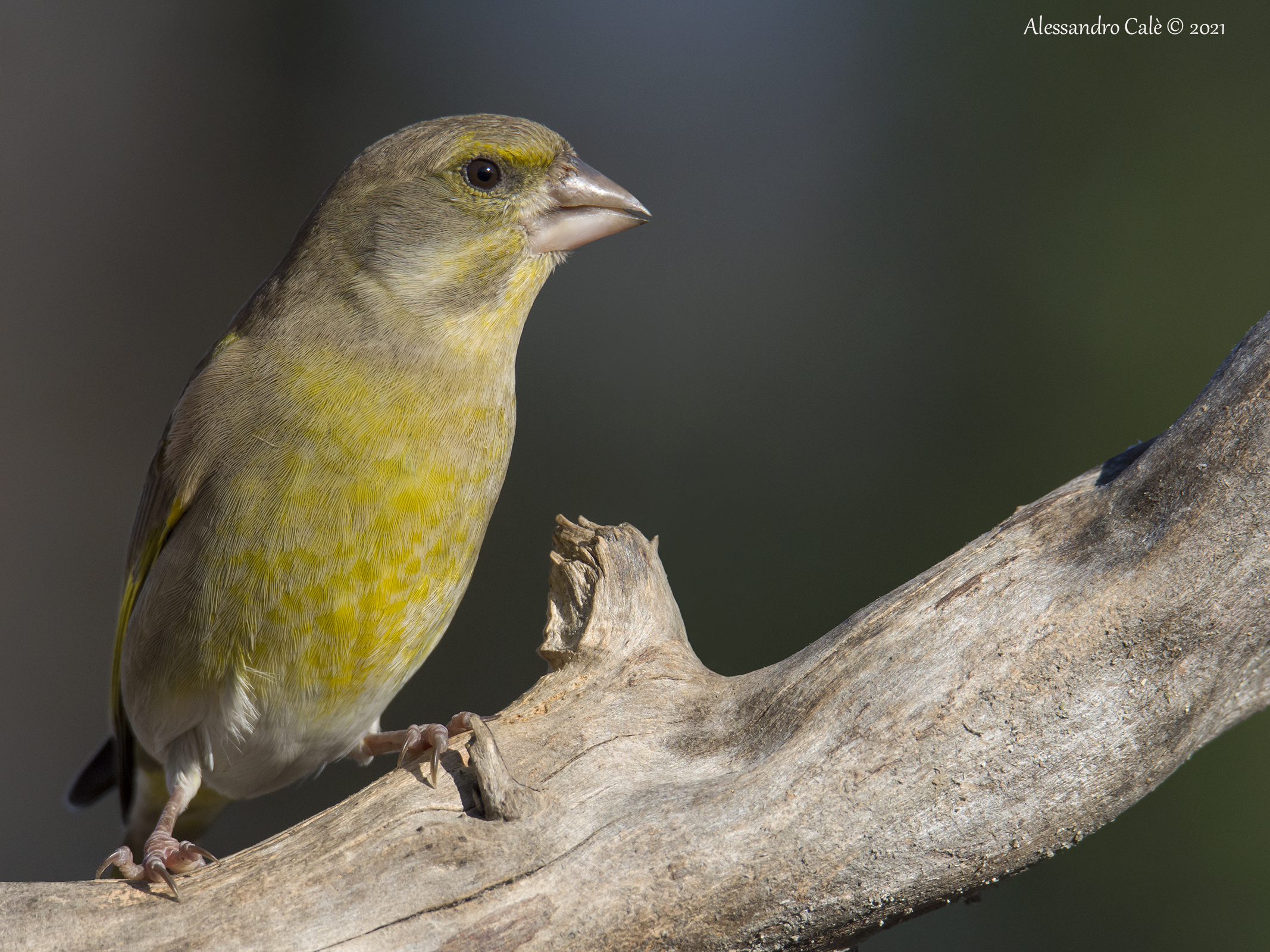 Carduelis chloris (Verdone) 2242