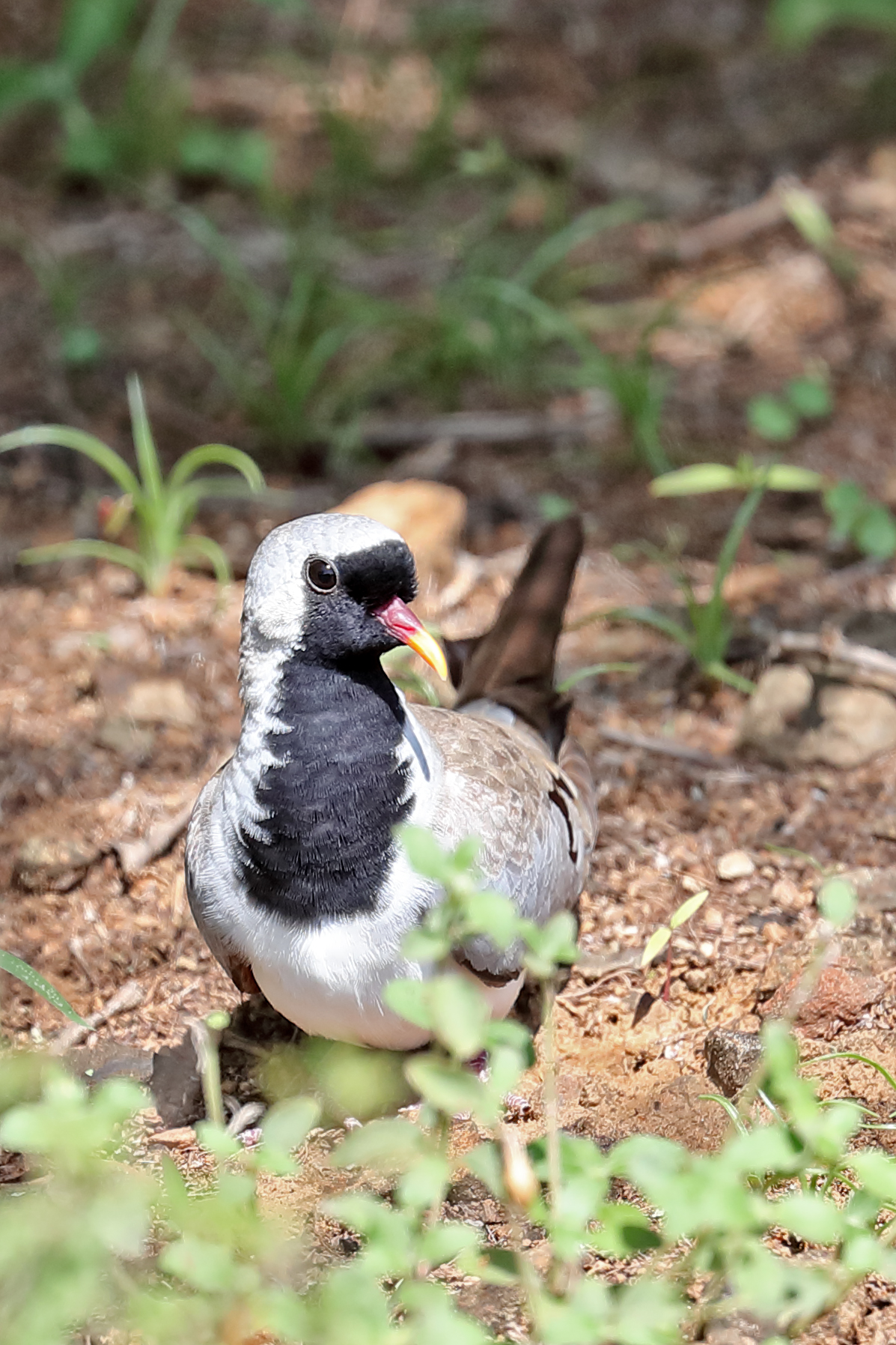 Namaqua Dove