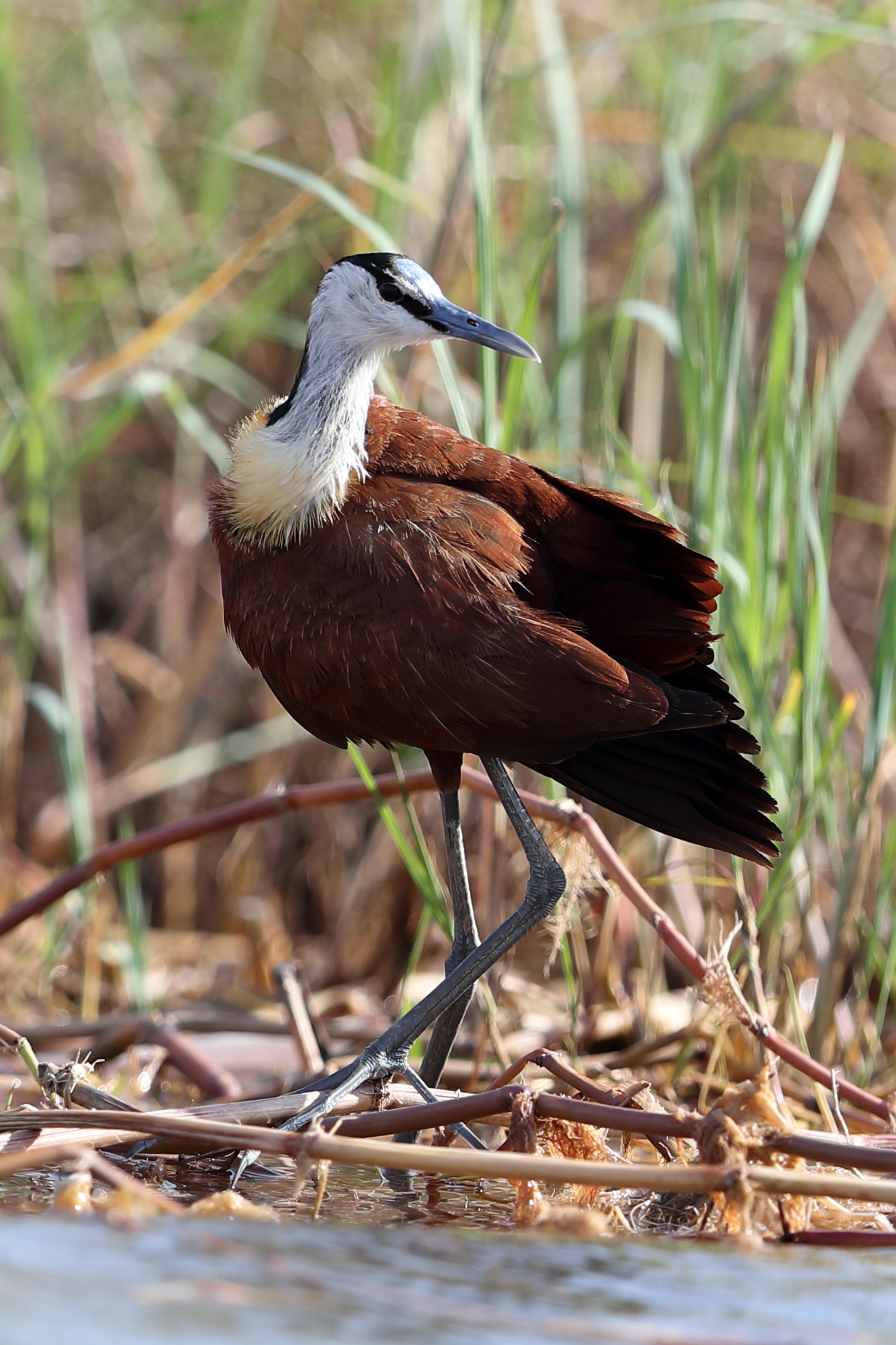 Jacana Africana