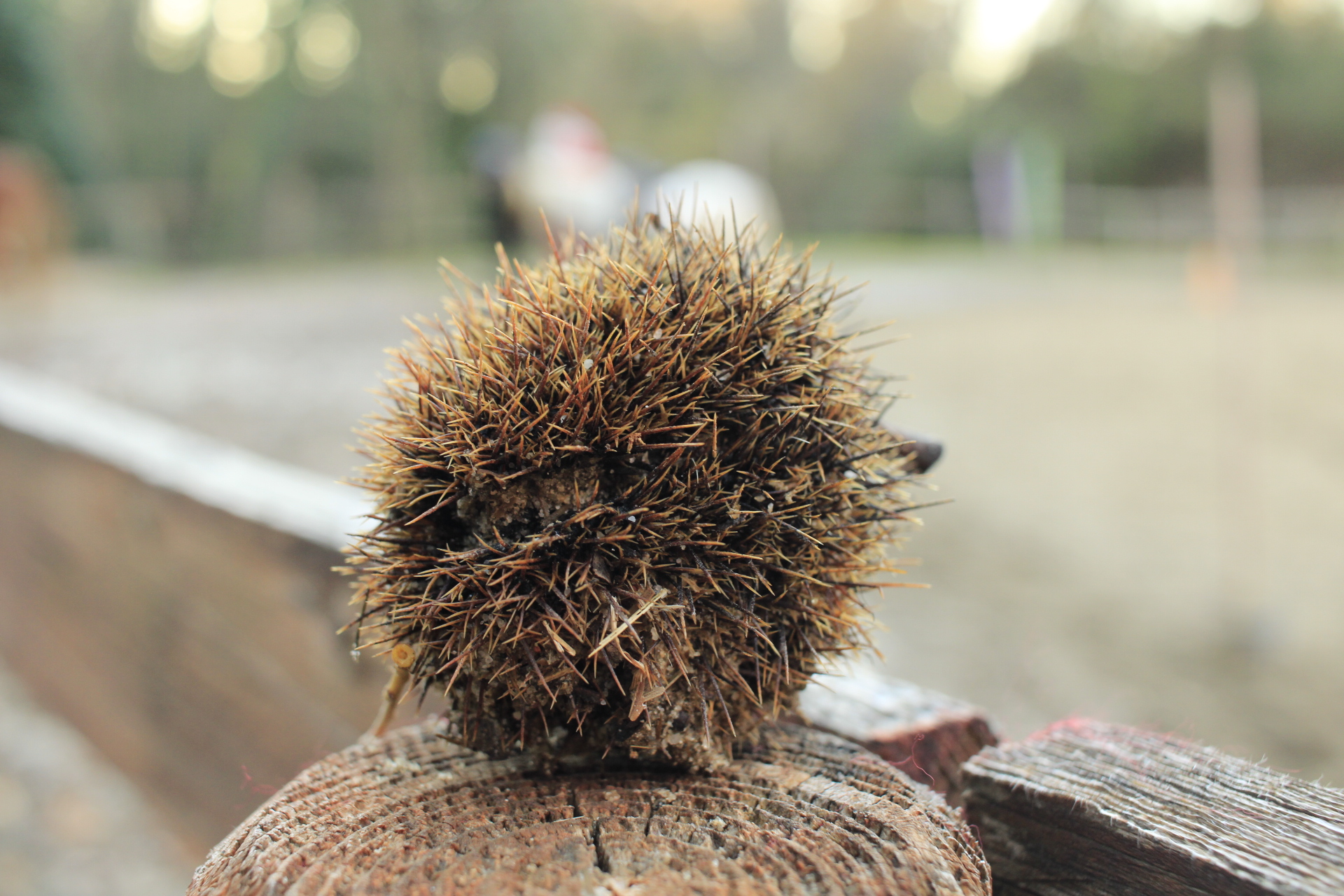 Hedgehog