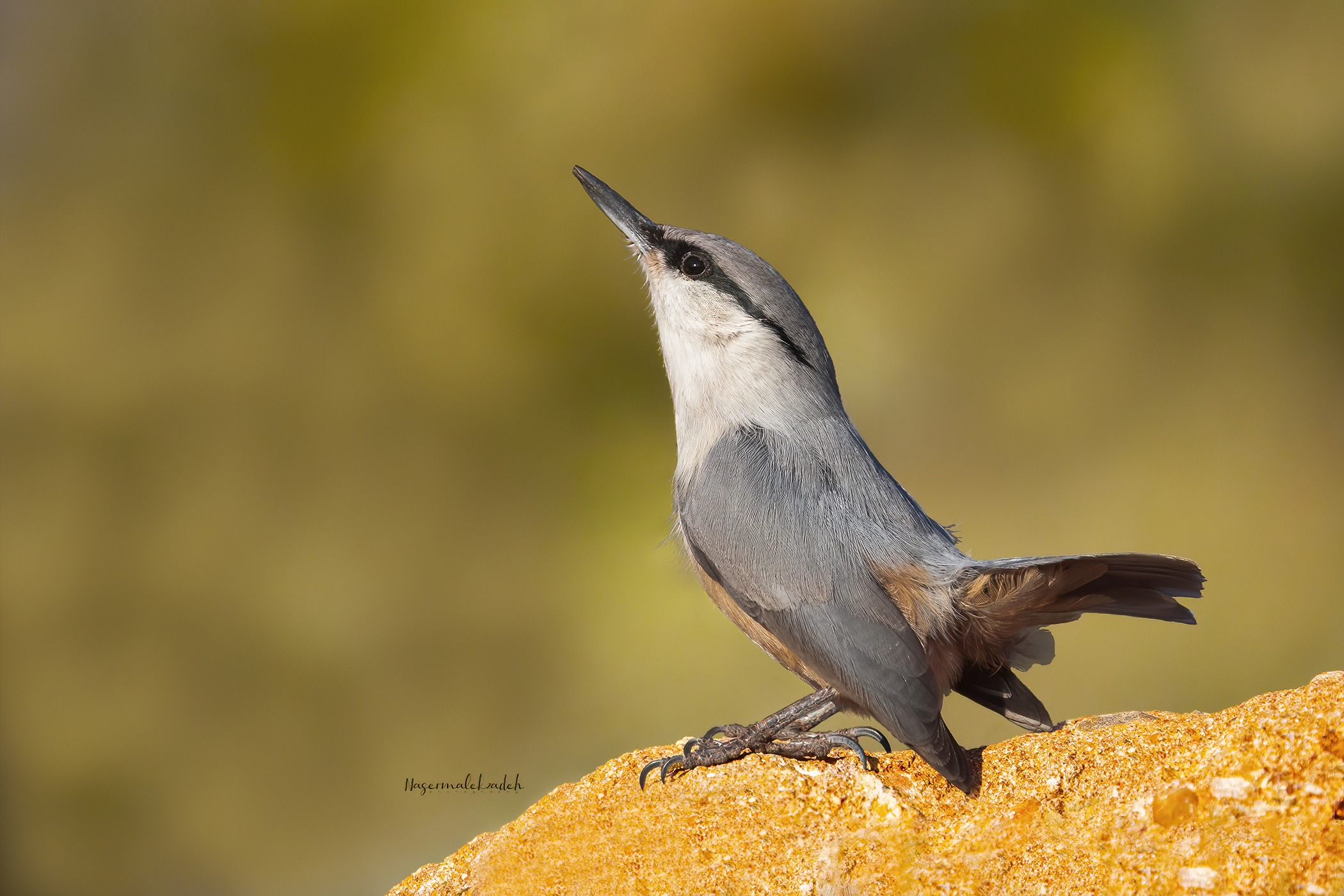Rock nuthatch
