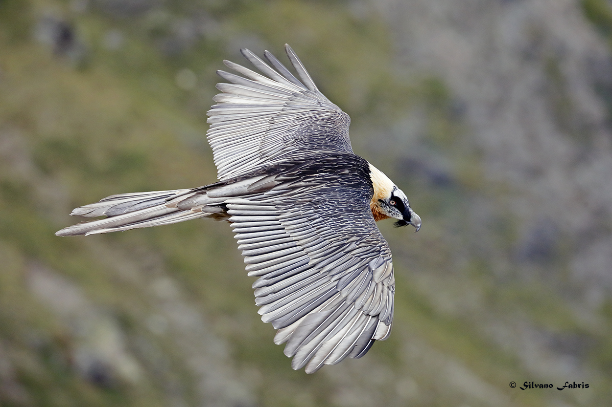 Bearded Vulture