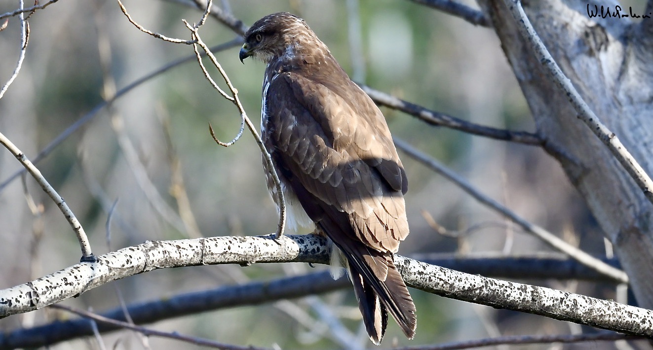 Buzzard