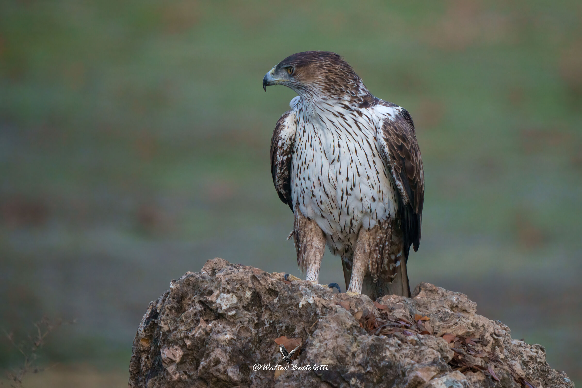 Aquila fasciata