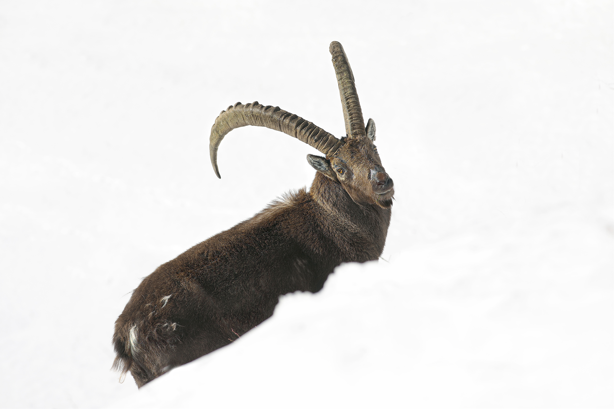 total white, stambecco